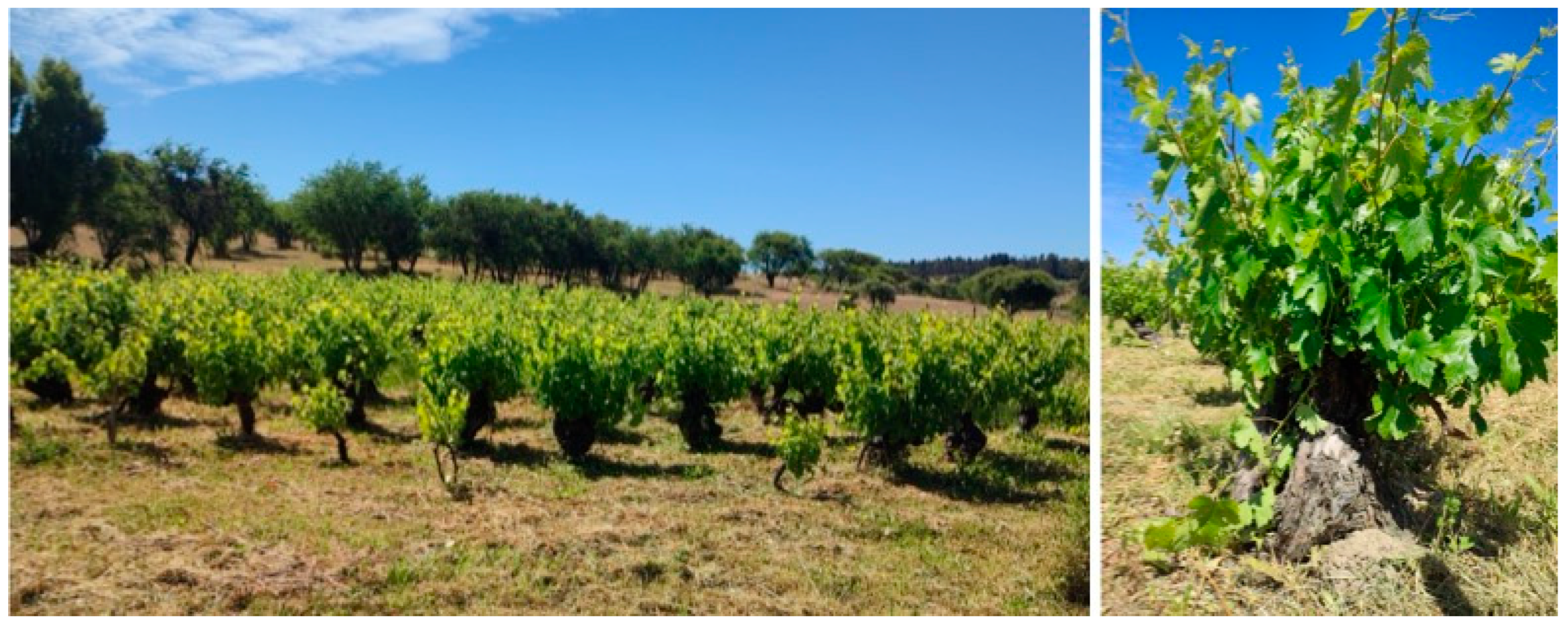 Horticulturae 11 00506 g002