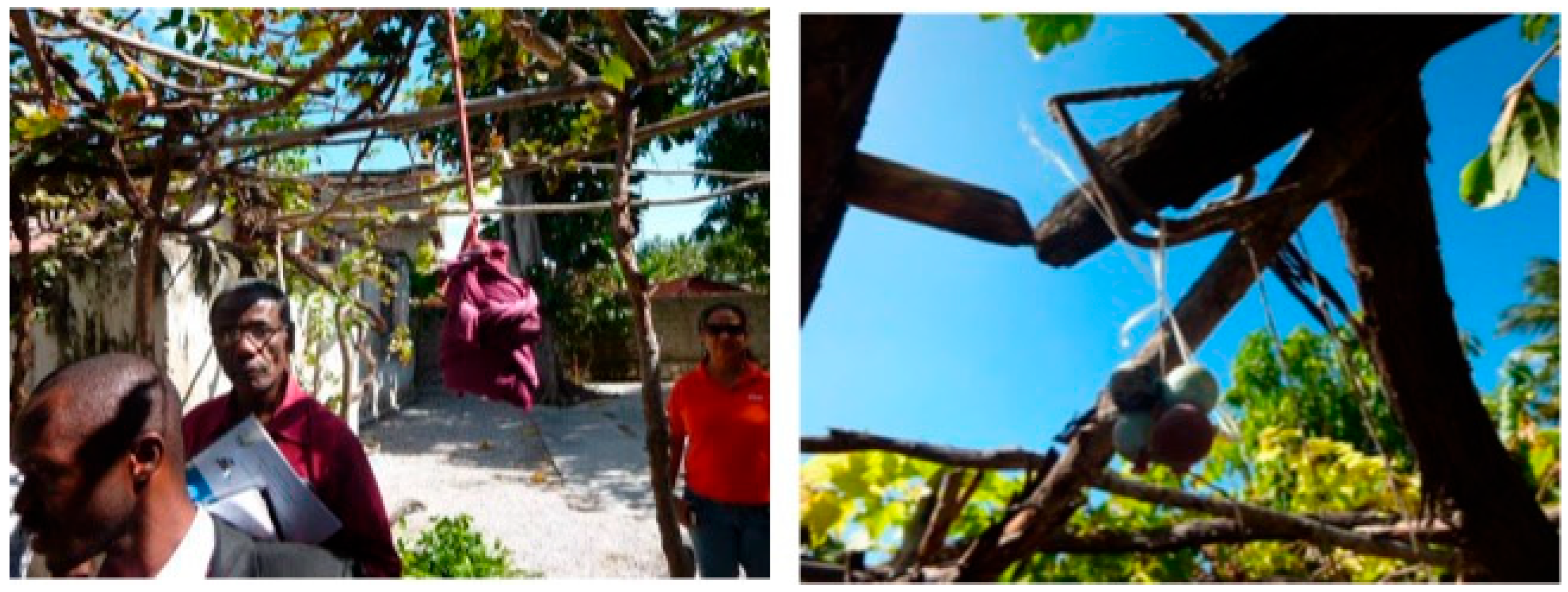 Horticulturae 11 00506 g003