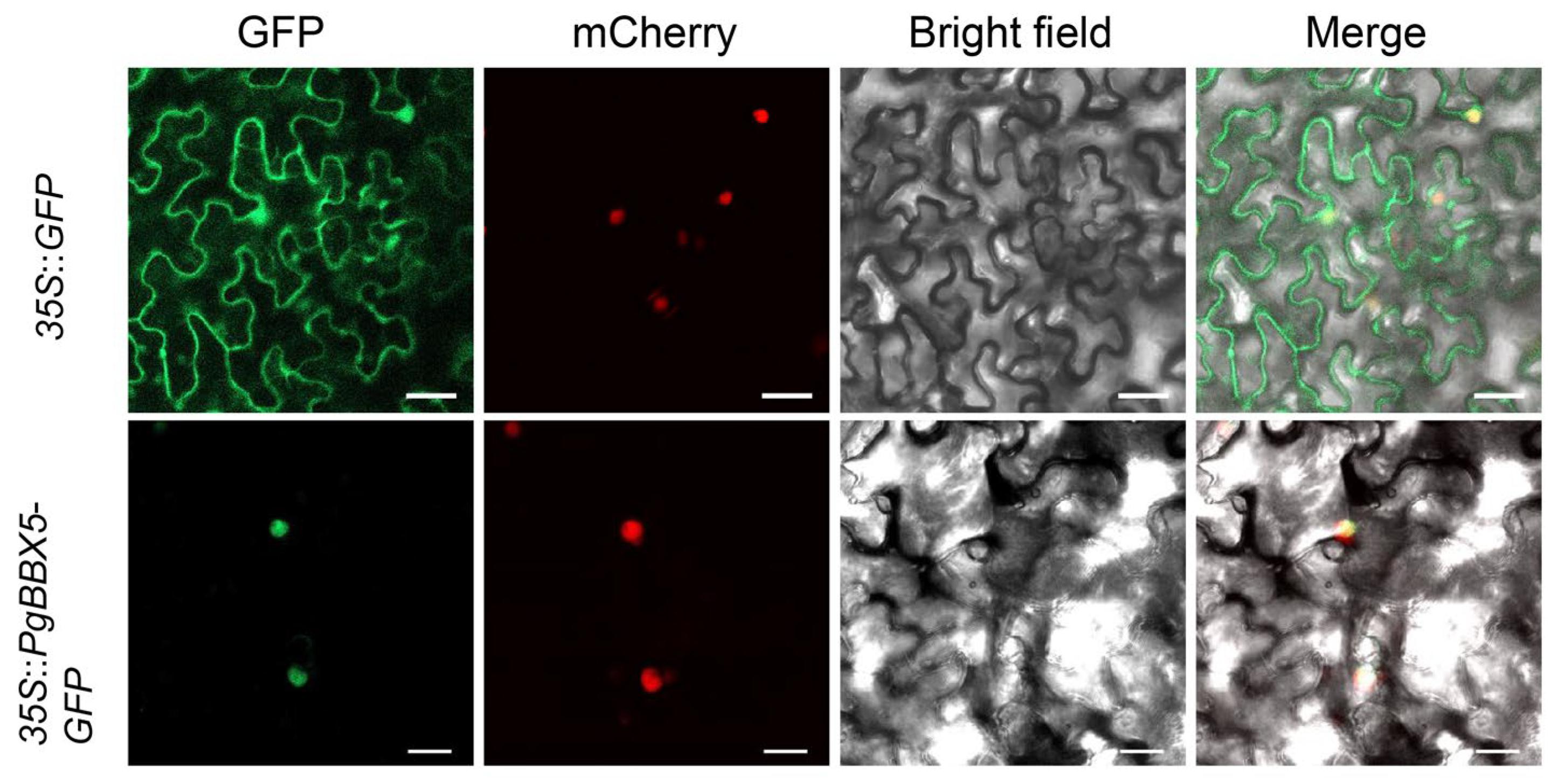 Horticulturae 11 00507 g009
