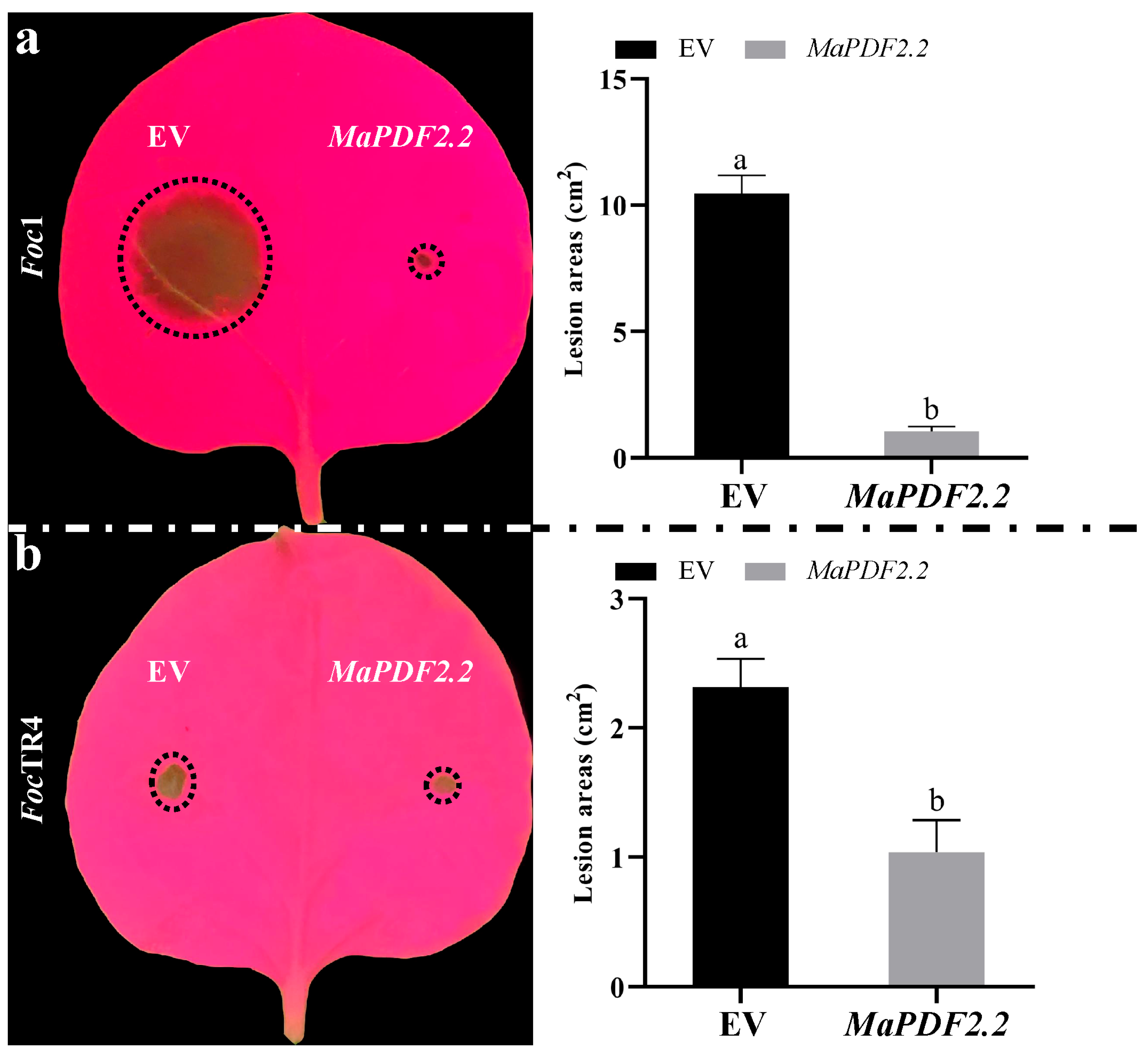Horticulturae 11 00513 g004