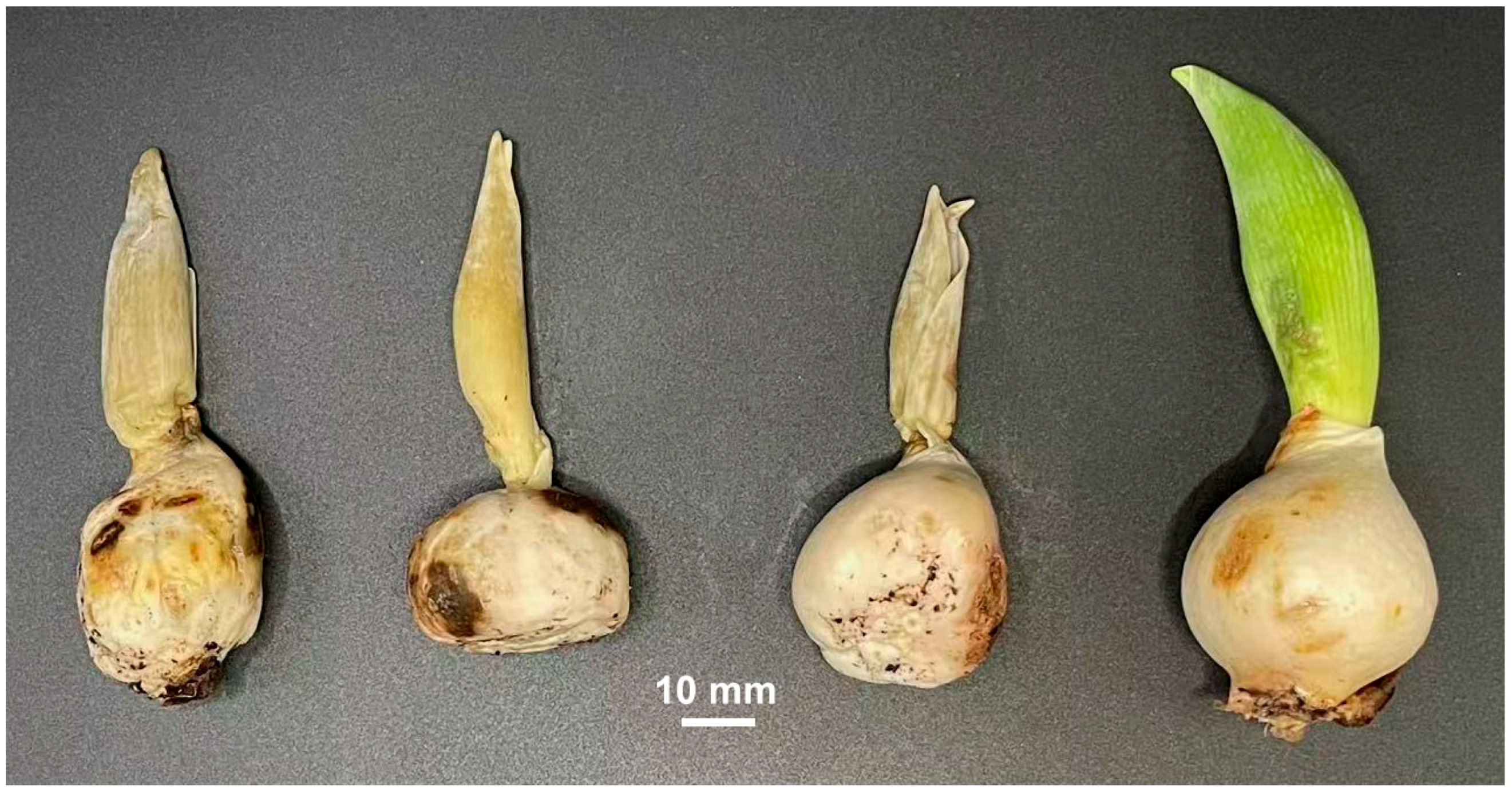 Horticulturae 11 00518 g001