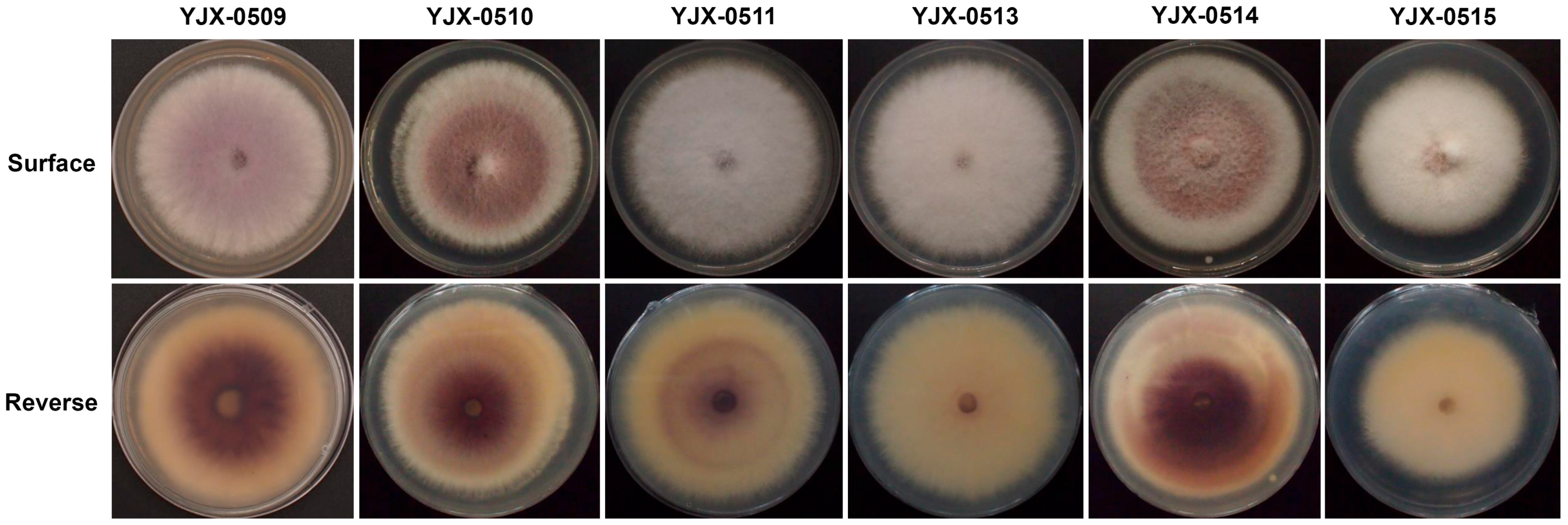 Horticulturae 11 00518 g002
