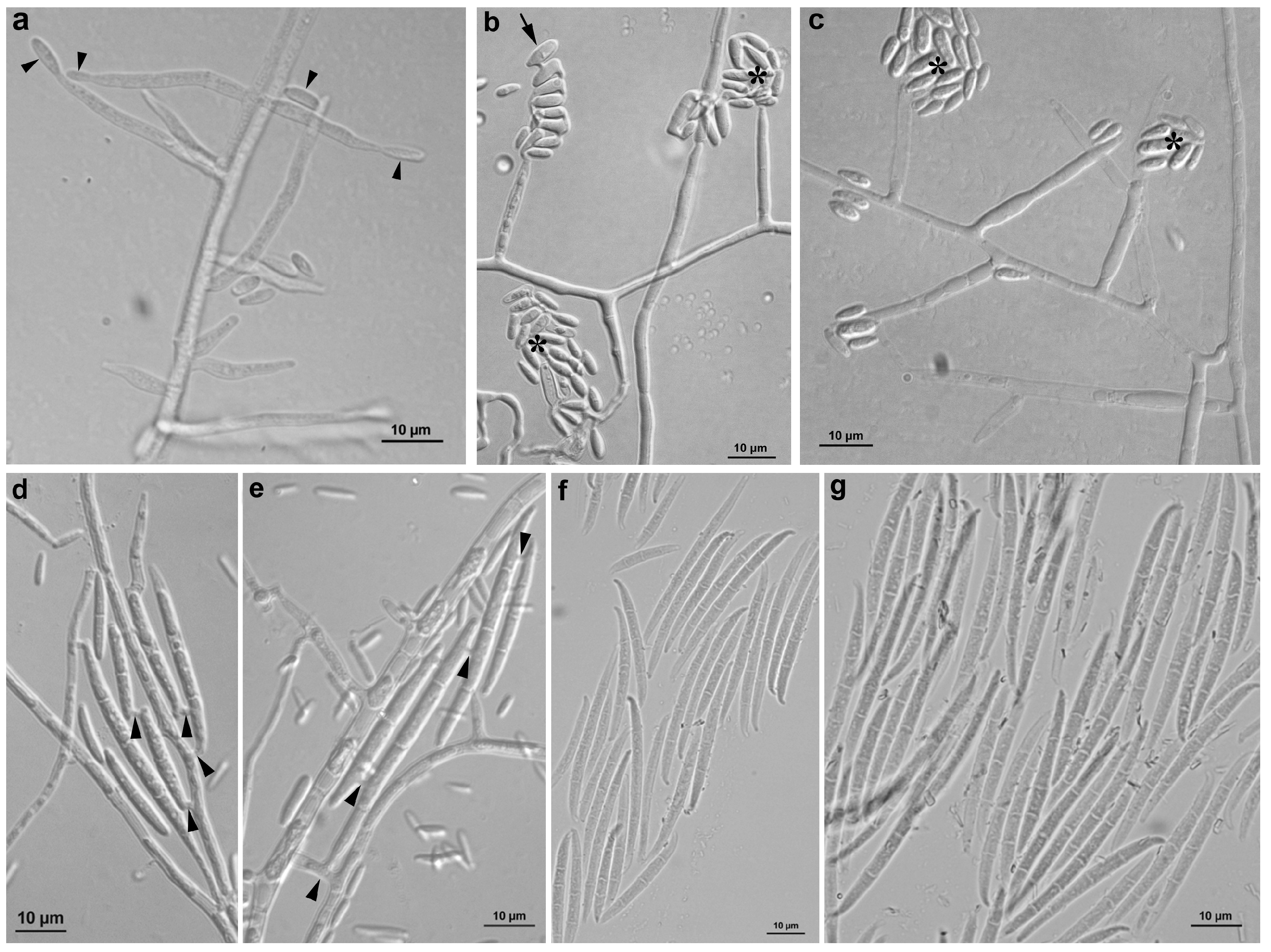 Horticulturae 11 00518 g004