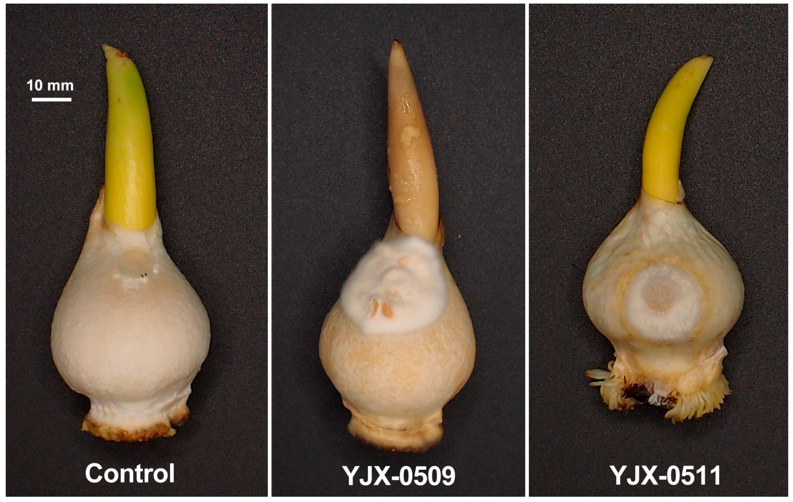 Horticulturae 11 00518 g005
