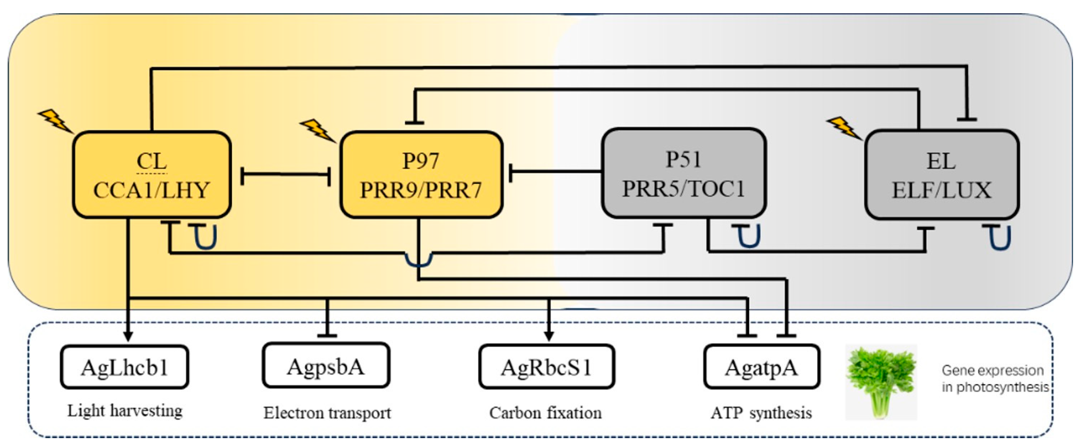 Horticulturae 11 00520 g009