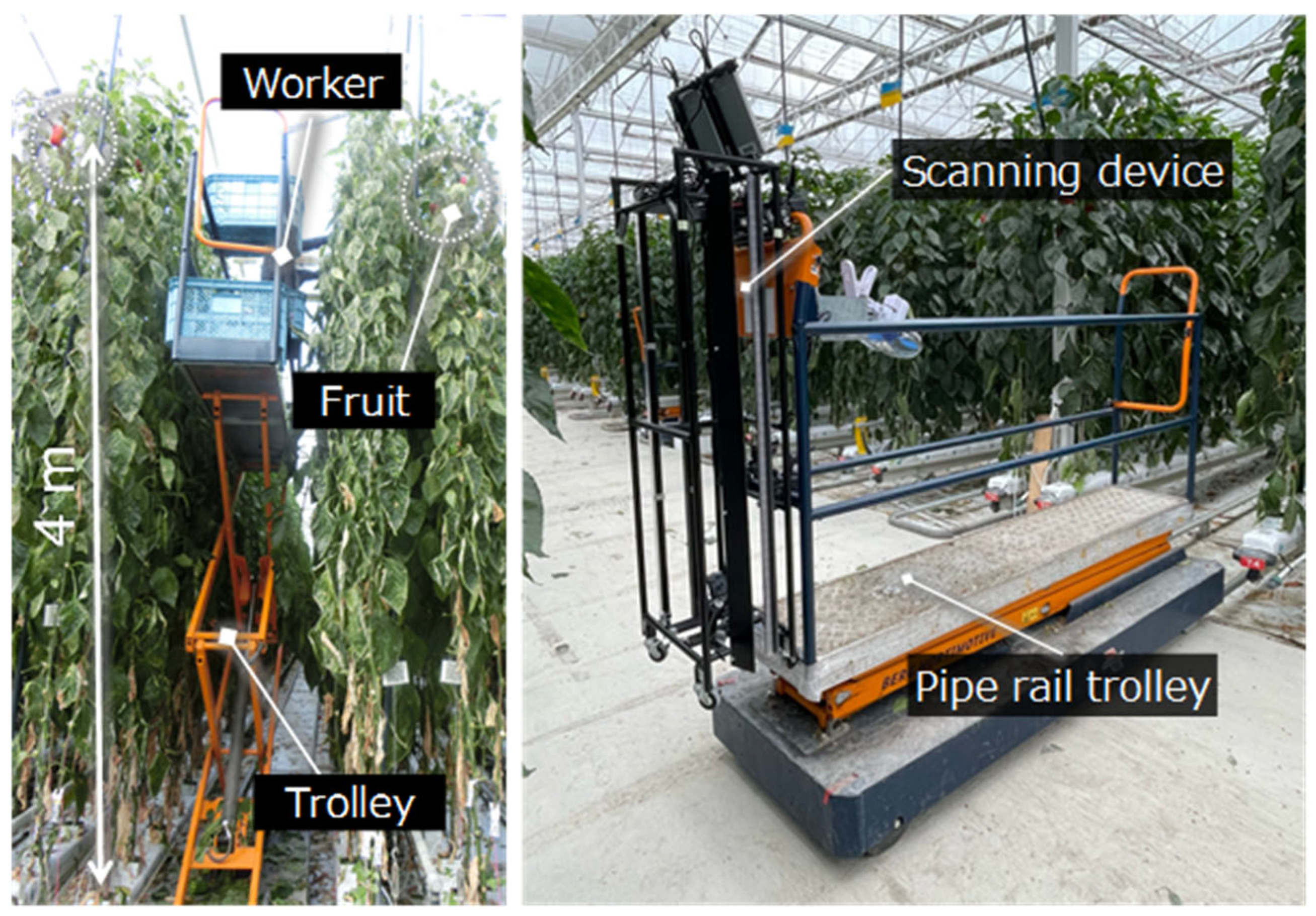 Horticulturae 11 00525 g002