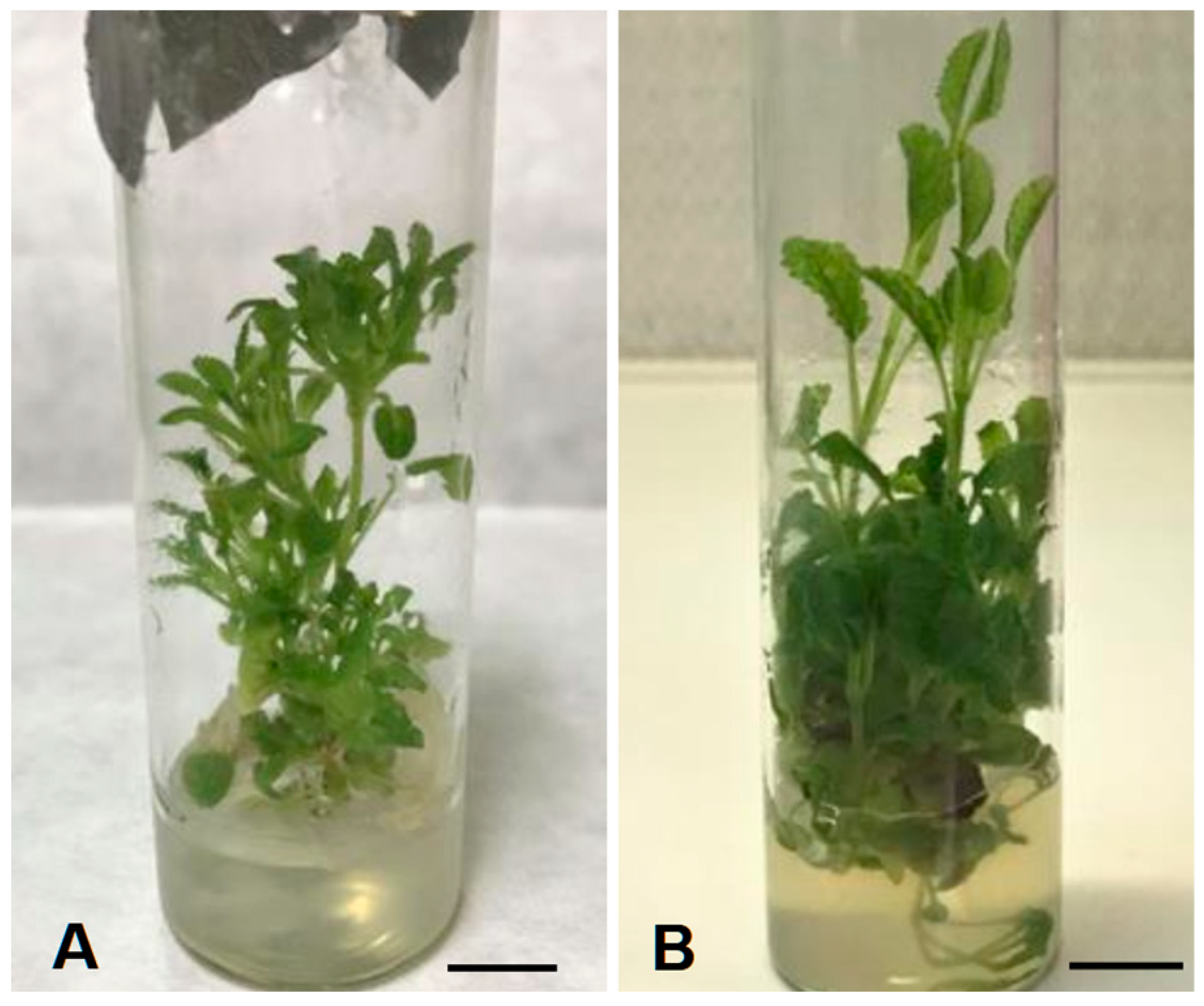 Horticulturae 11 00530 g001 Horticulturae 11 00530 g001