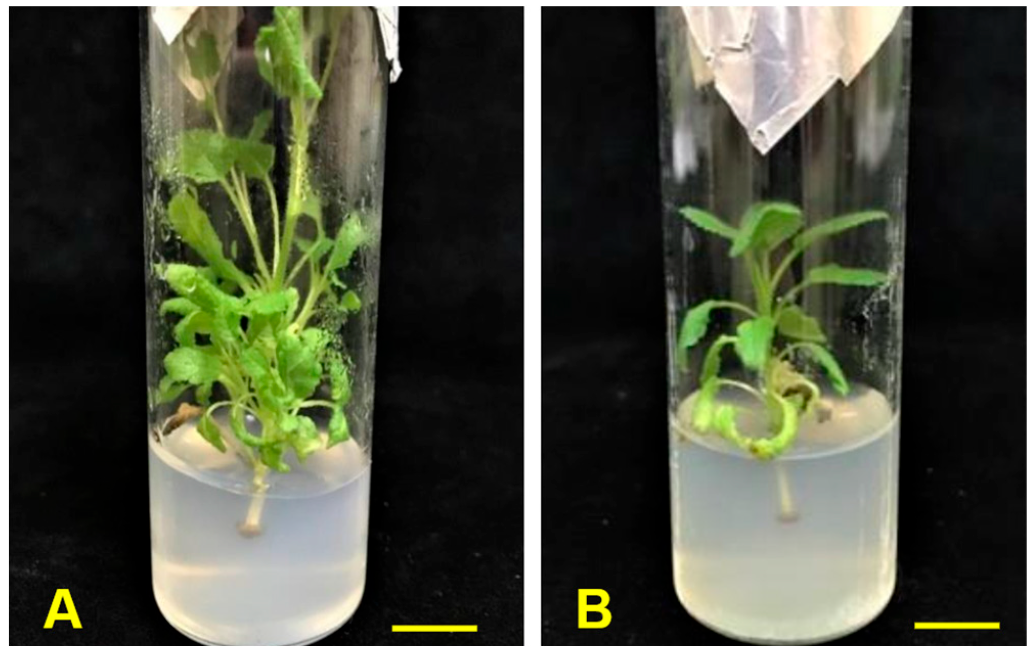 Horticulturae 11 00530 g002 Horticulturae 11 00530 g002