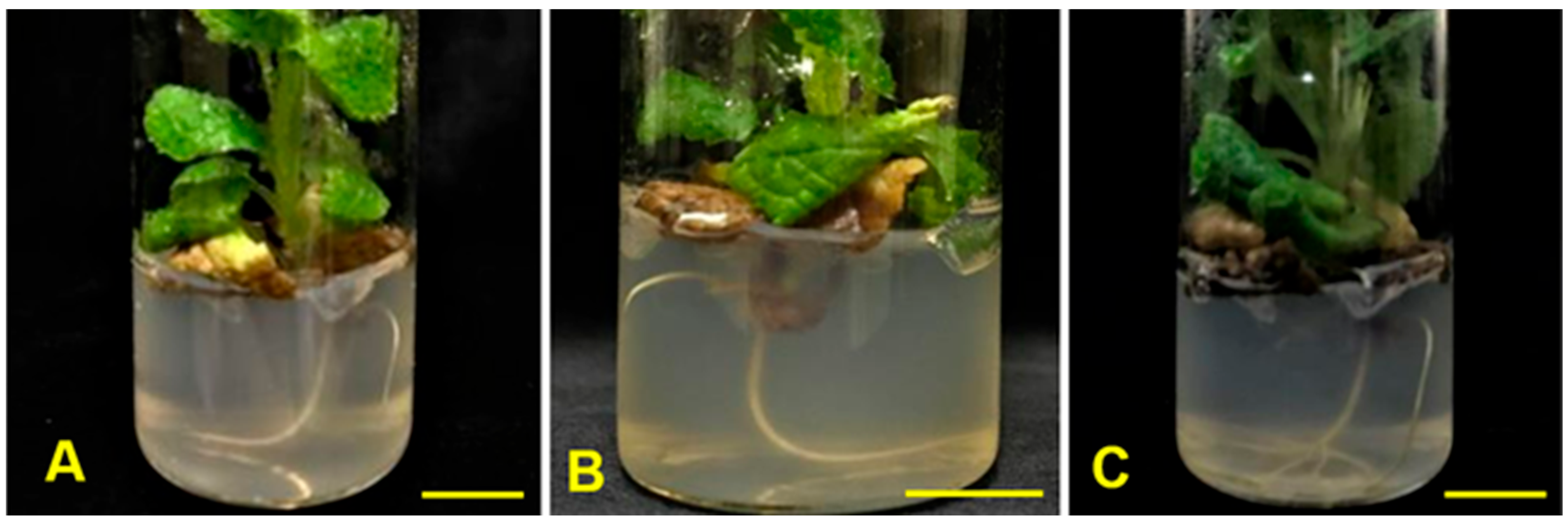 Horticulturae 11 00530 g003 Horticulturae 11 00530 g003
