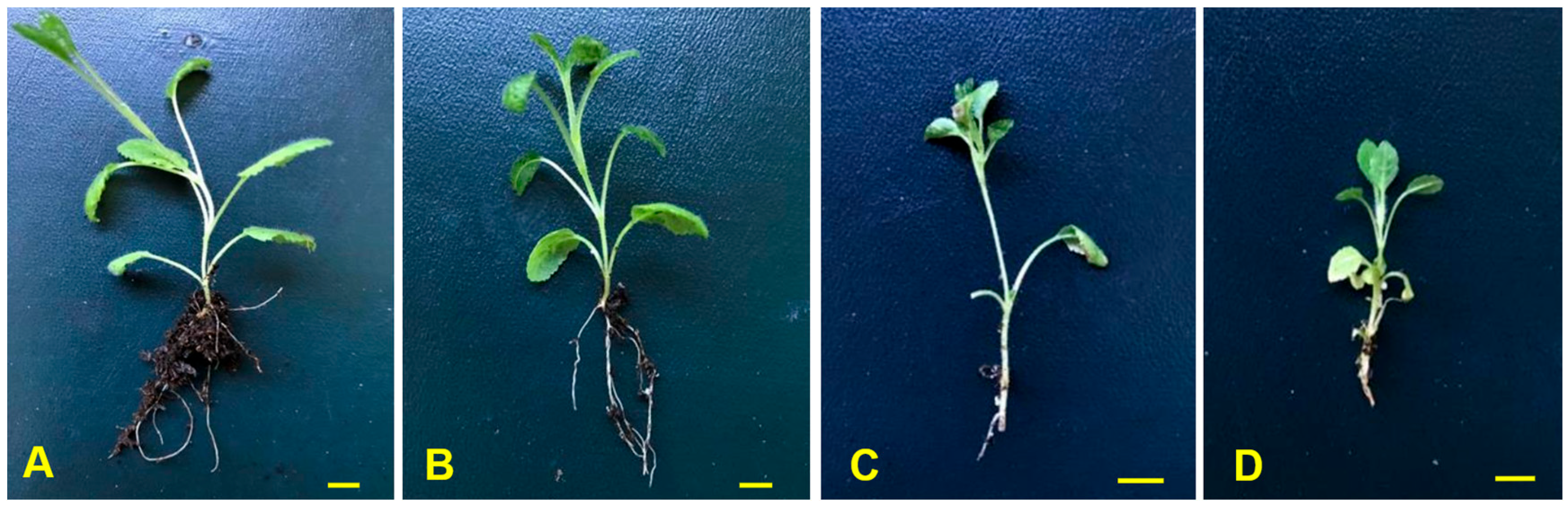 Horticulturae 11 00530 g004 Horticulturae 11 00530 g004