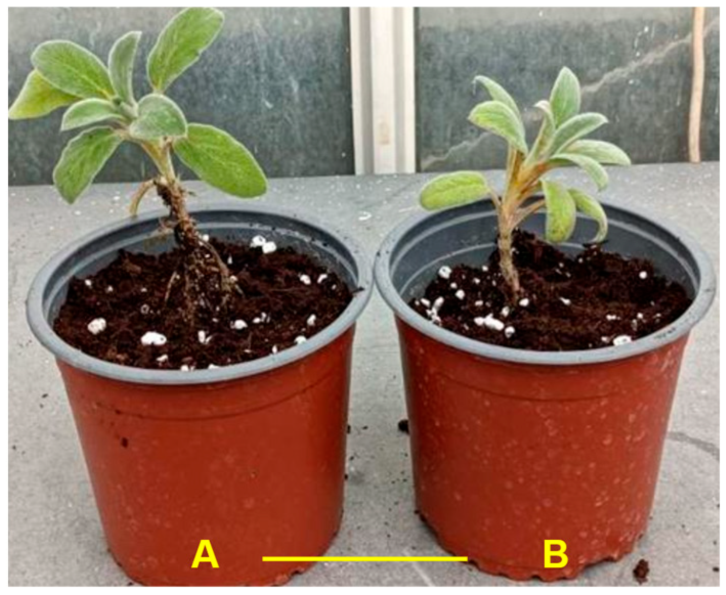 Horticulturae 11 00530 g005 Horticulturae 11 00530 g005