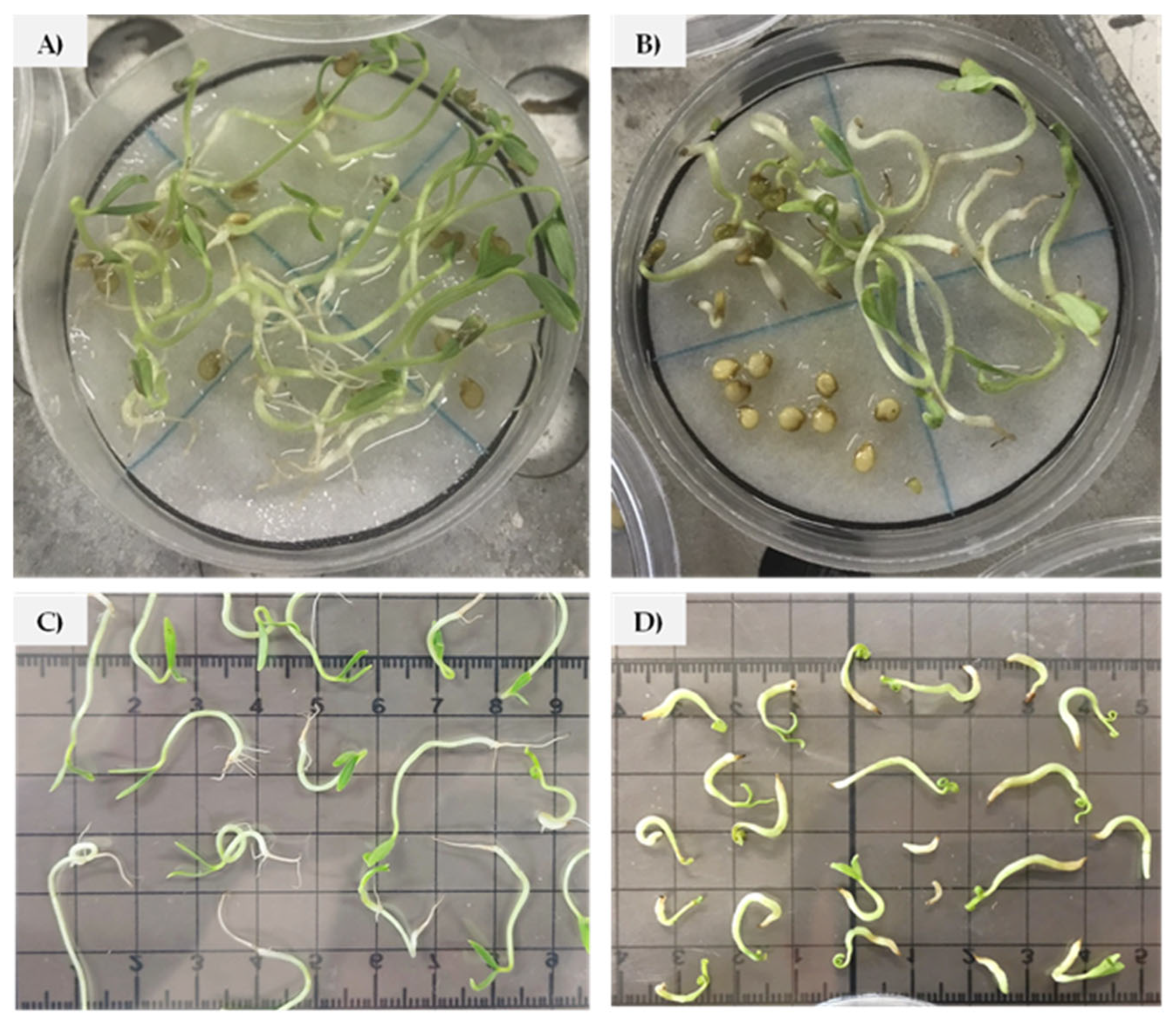 Horticulturae 11 00532 g004