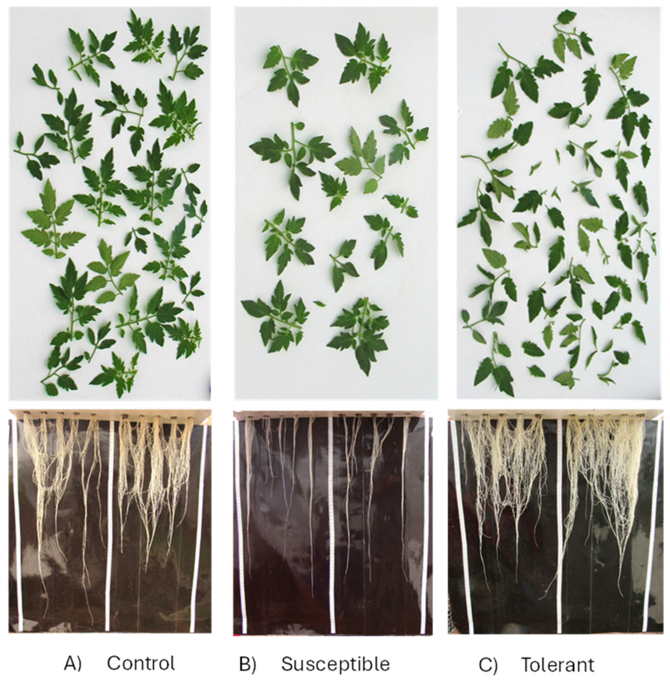 Horticulturae 11 00532 g007