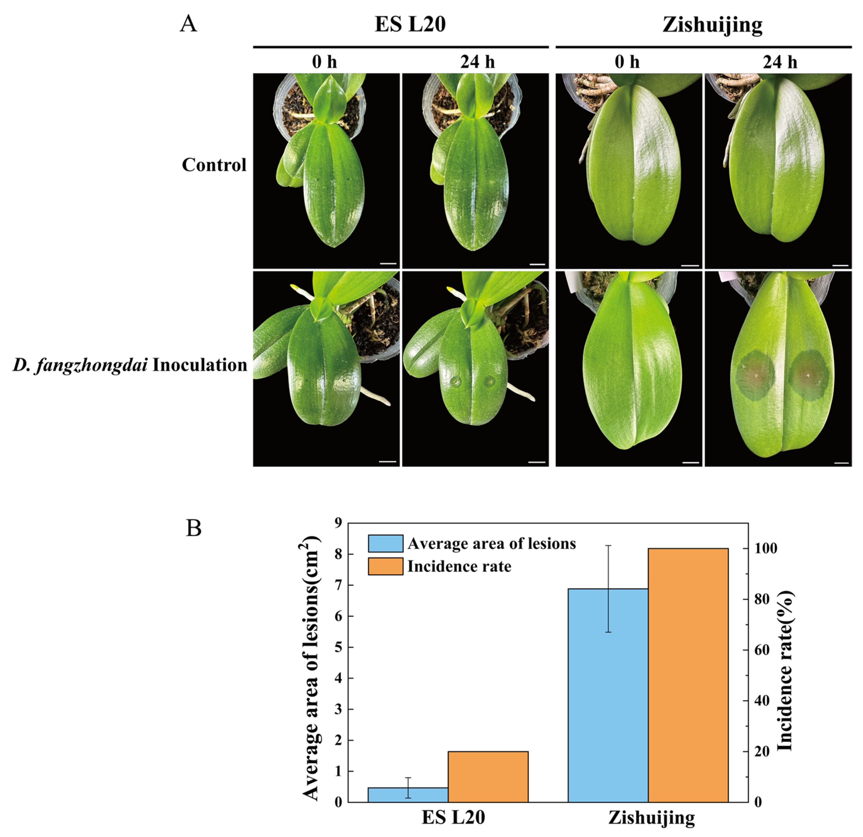 Horticulturae 11 00534 g001