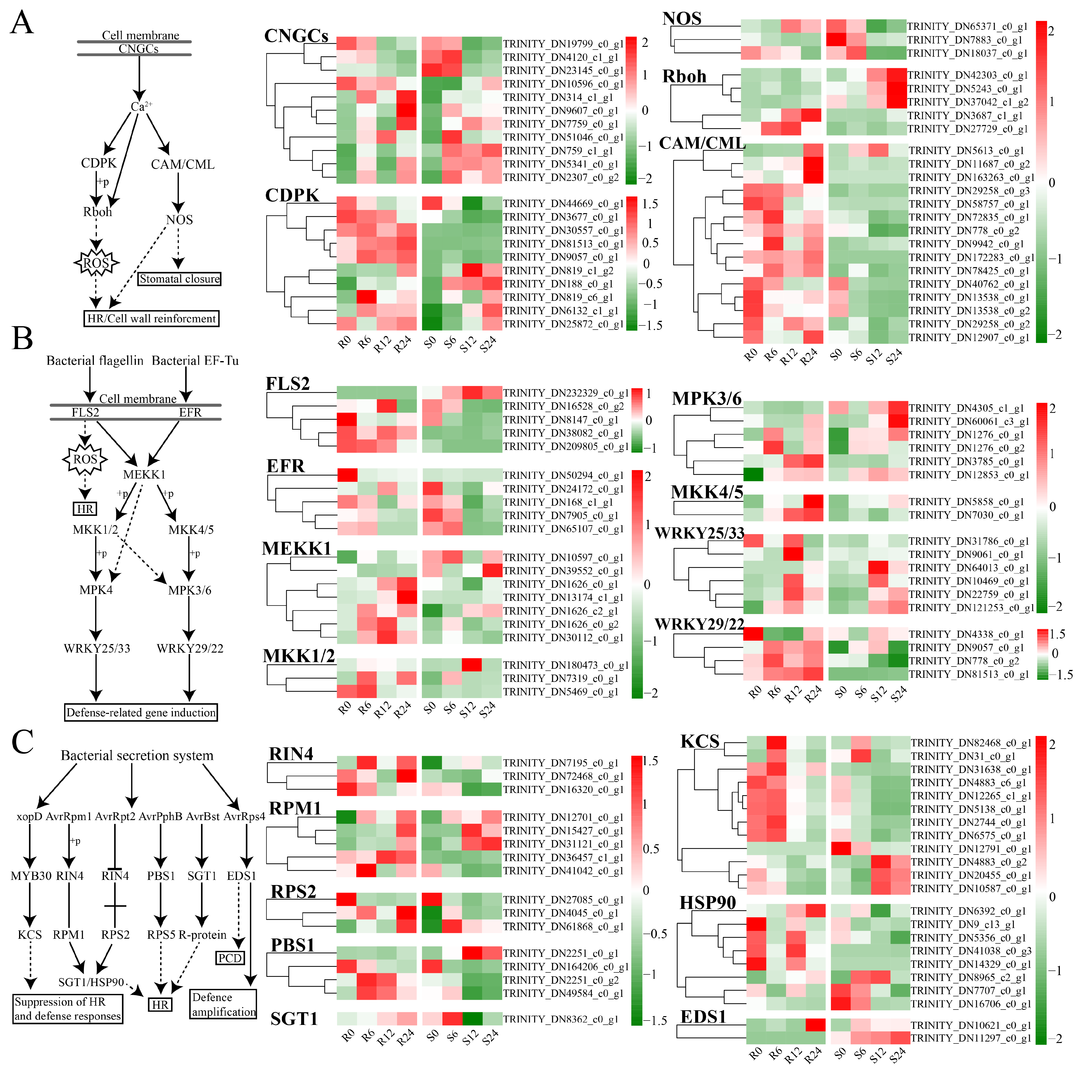 Horticulturae 11 00534 g008