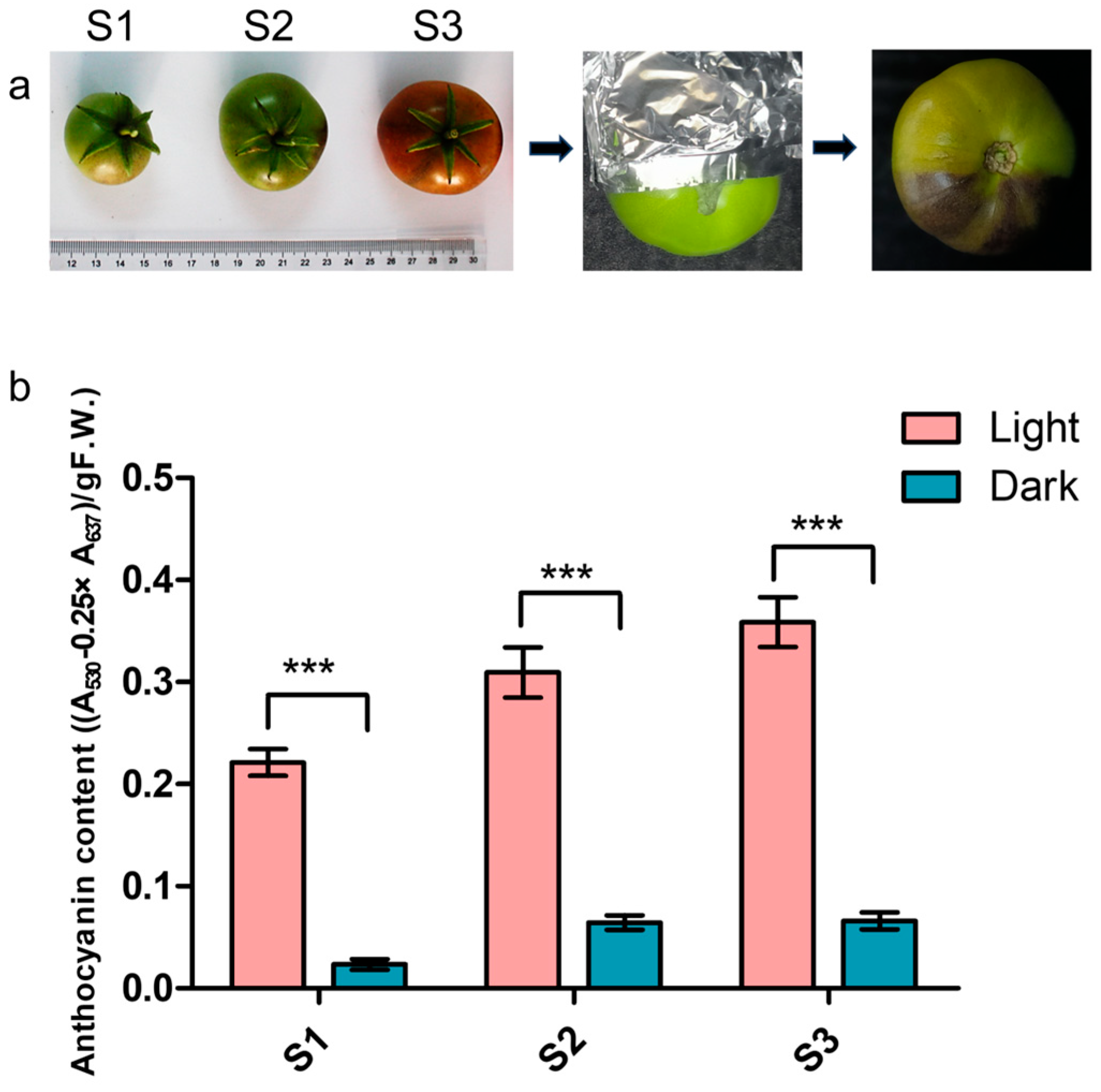 Horticulturae 11 00535 g001