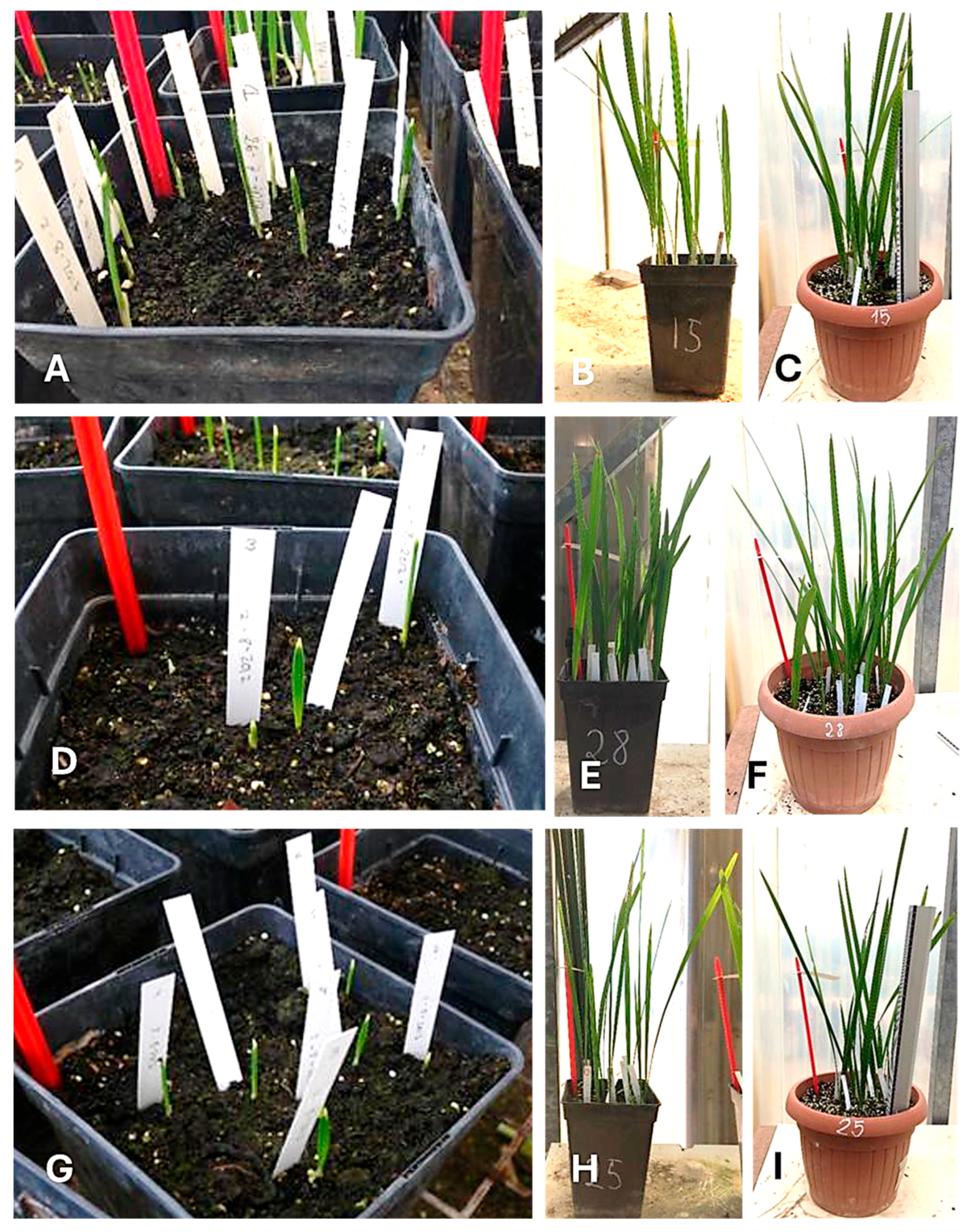 Horticulturae 11 00537 g007