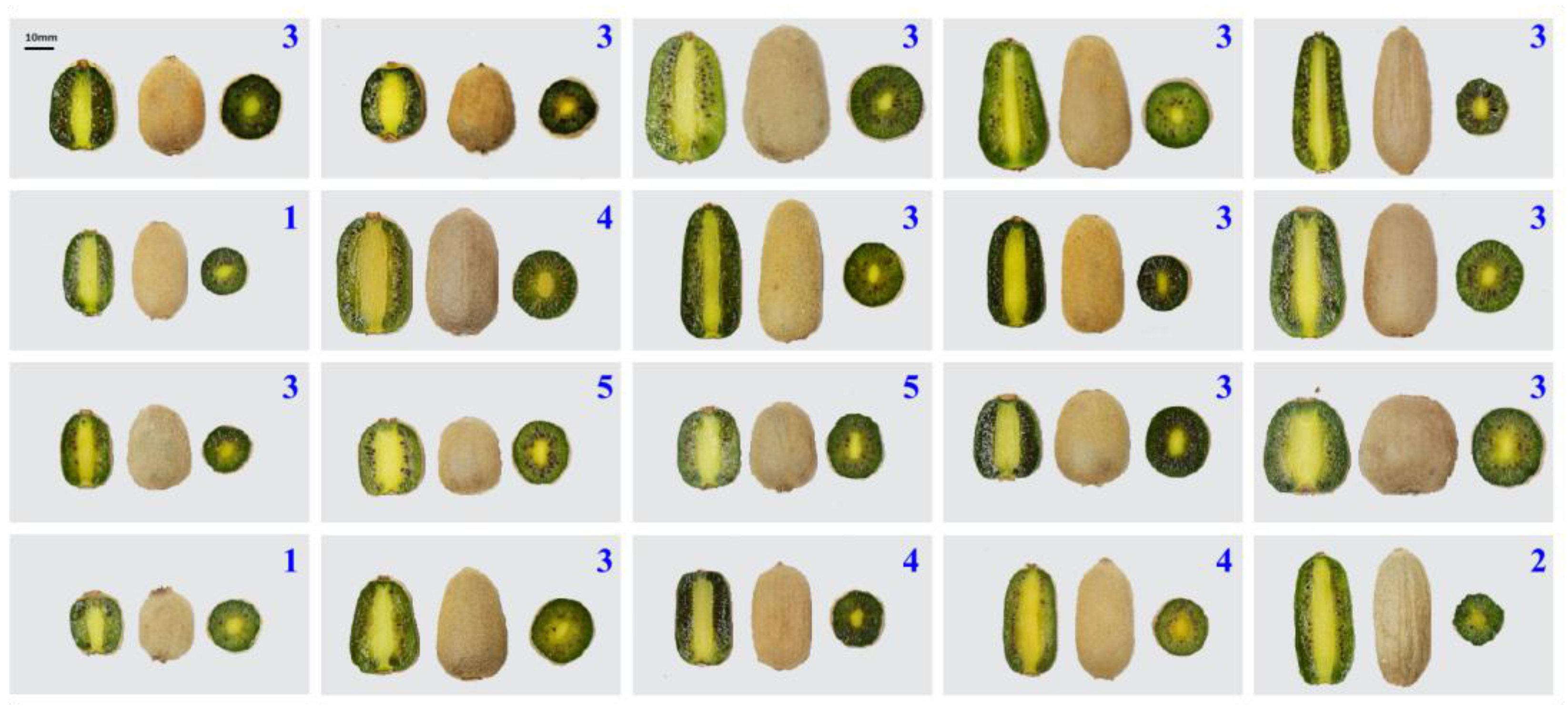 Horticulturae 11 00538 g001