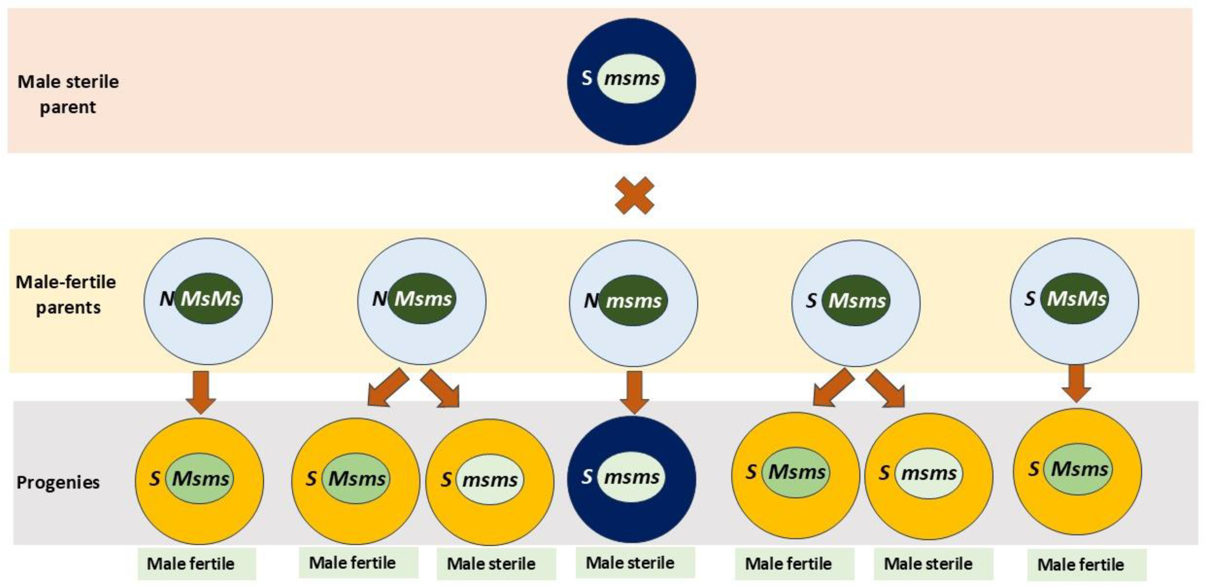Horticulturae 11 00539 g001 Horticulturae 11 00539 g001
