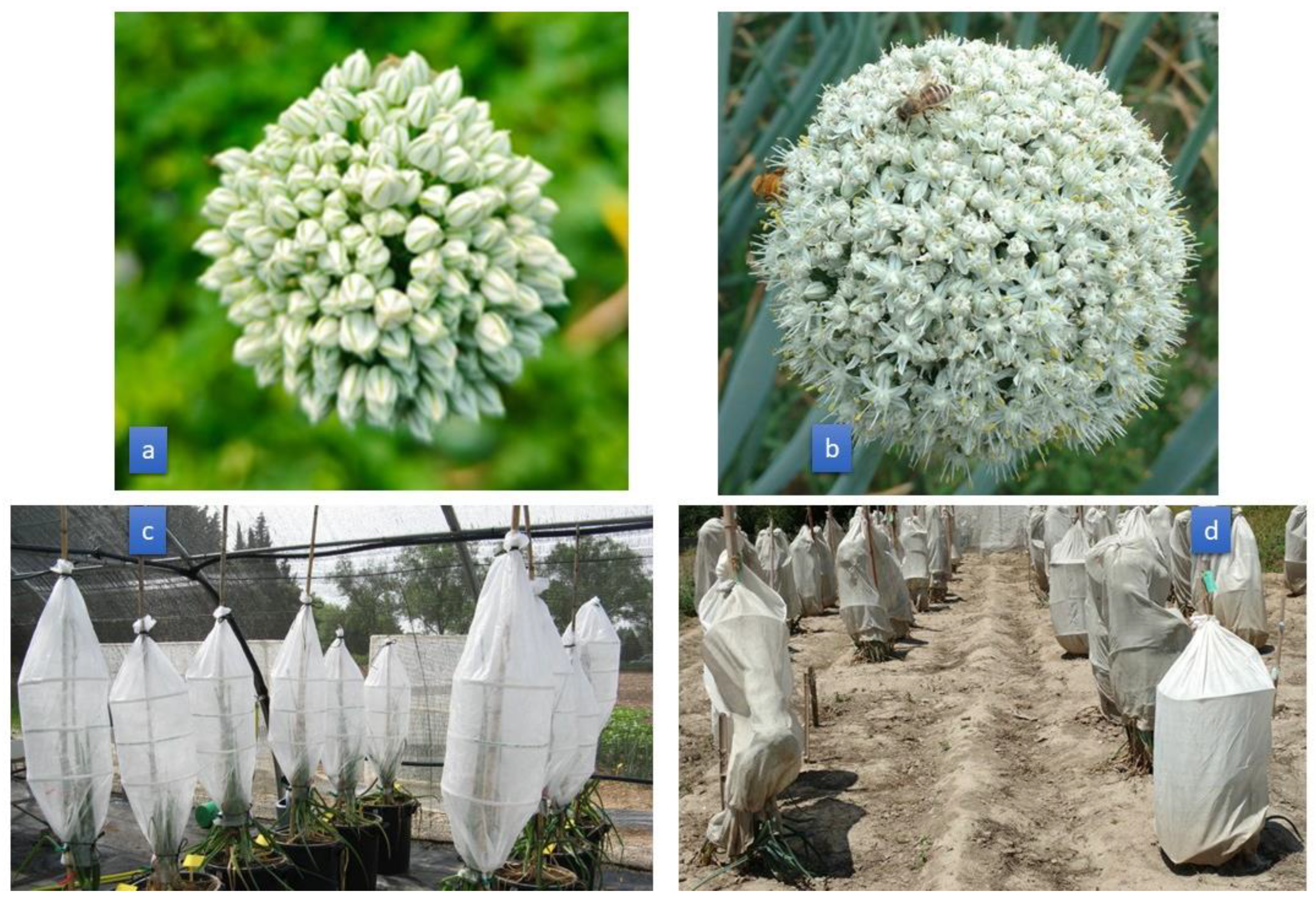 Horticulturae 11 00539 g003 Horticulturae 11 00539 g003