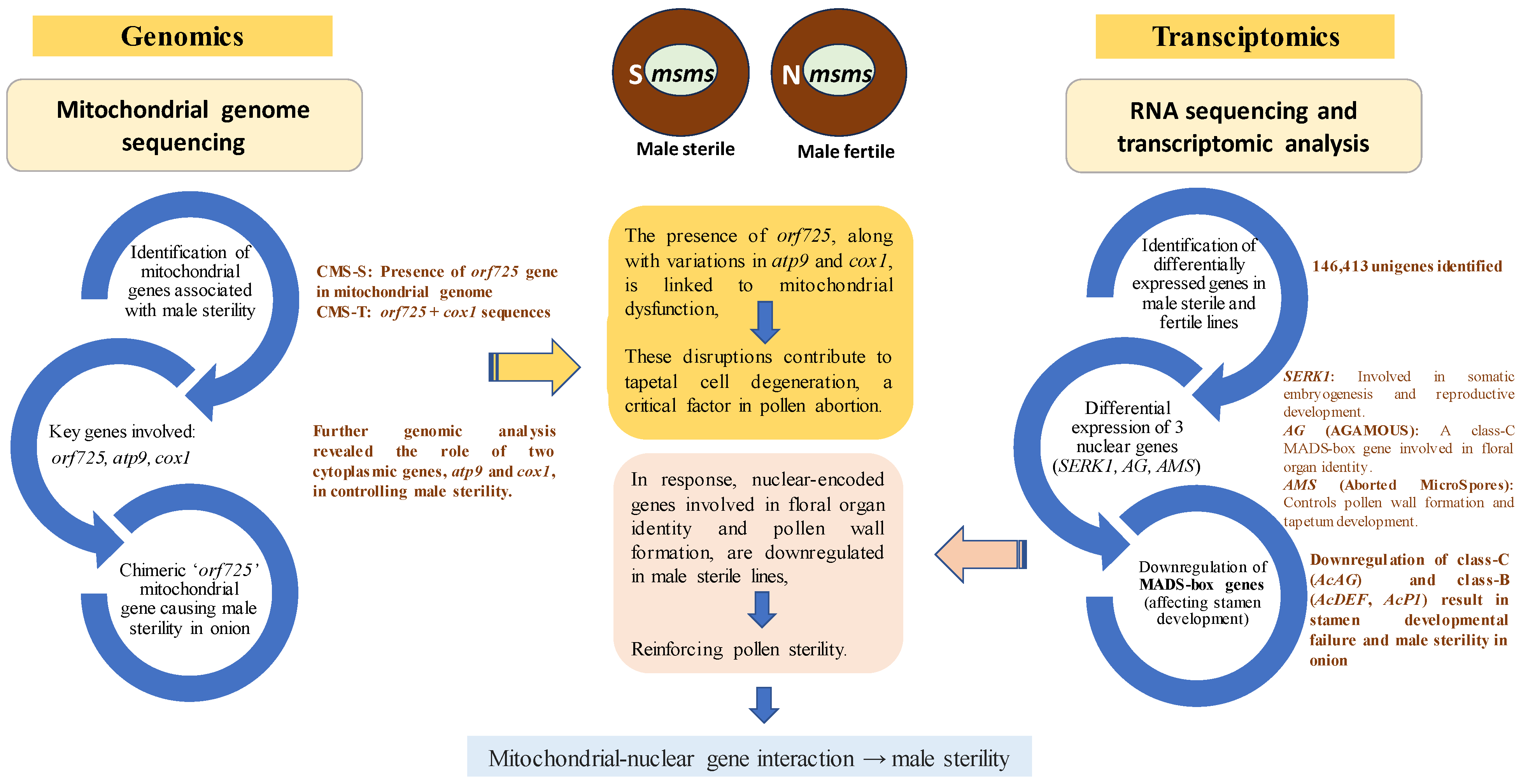 Horticulturae 11 00539 g005 Horticulturae 11 00539 g005