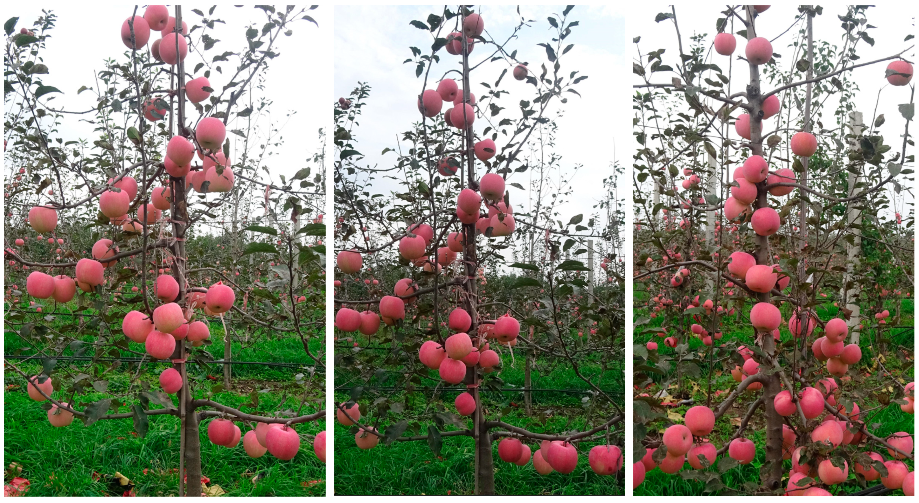 Horticulturae 11 00541 g001