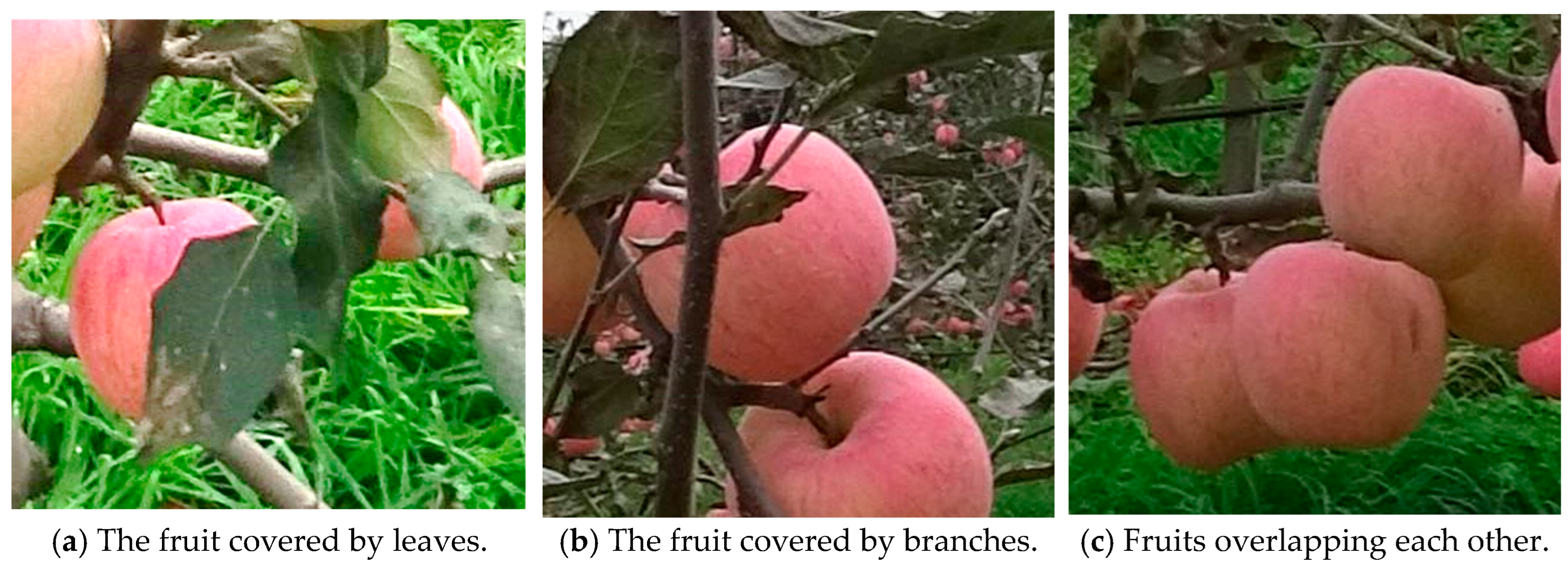 Horticulturae 11 00541 g002a