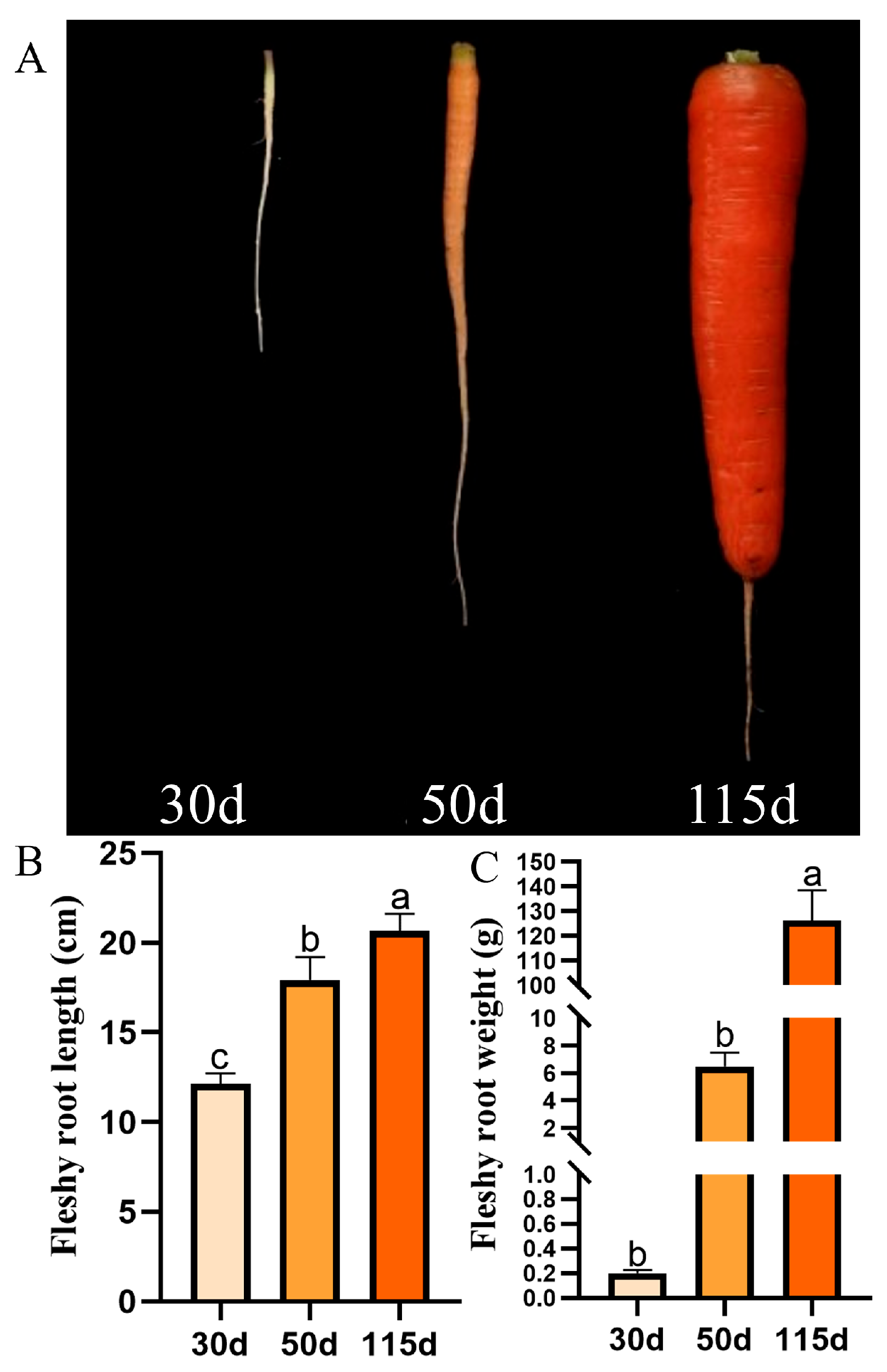 Horticulturae 11 00542 g001