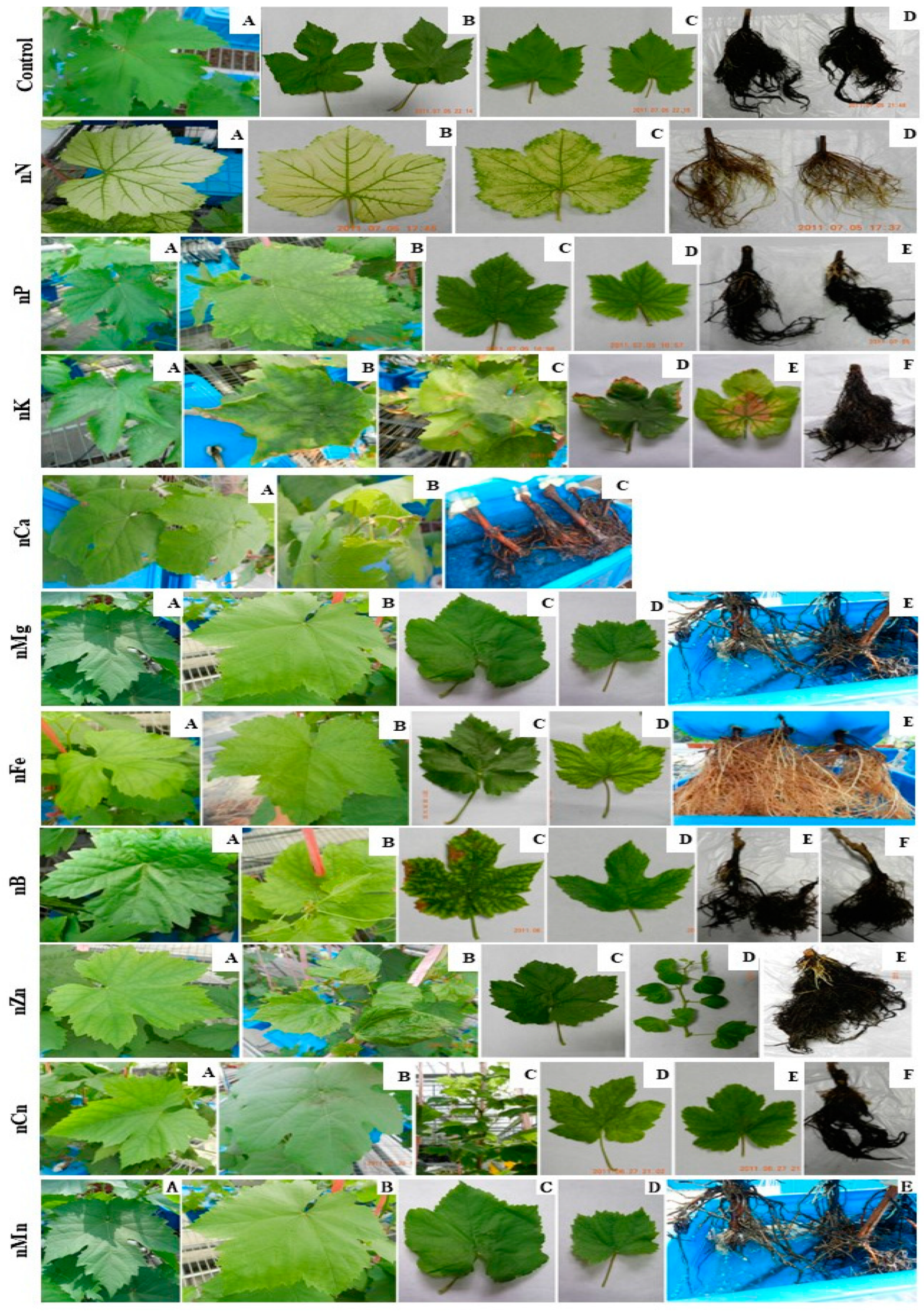 Horticulturae 11 00543 g001