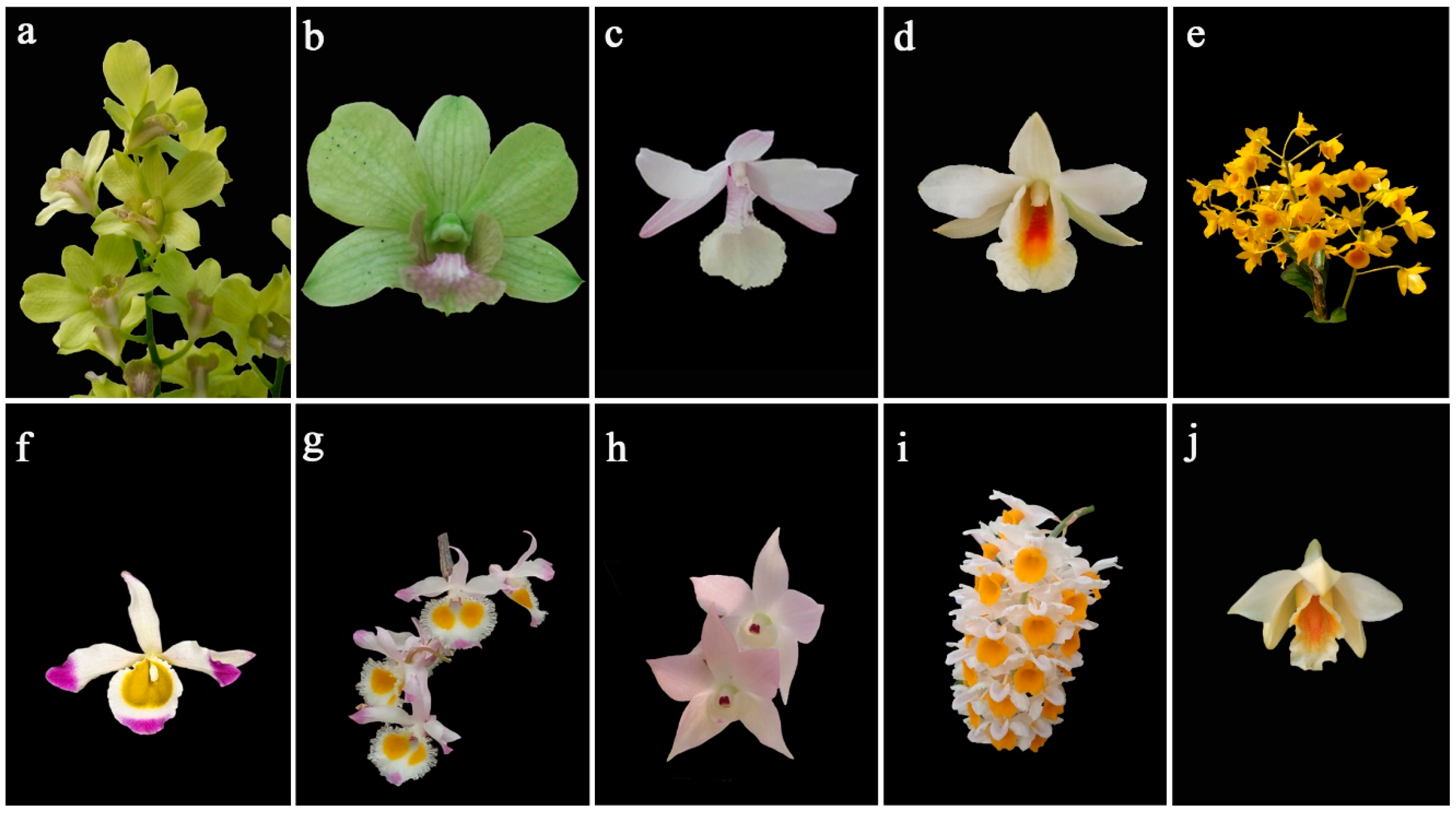 Horticulturae 11 00544 g001