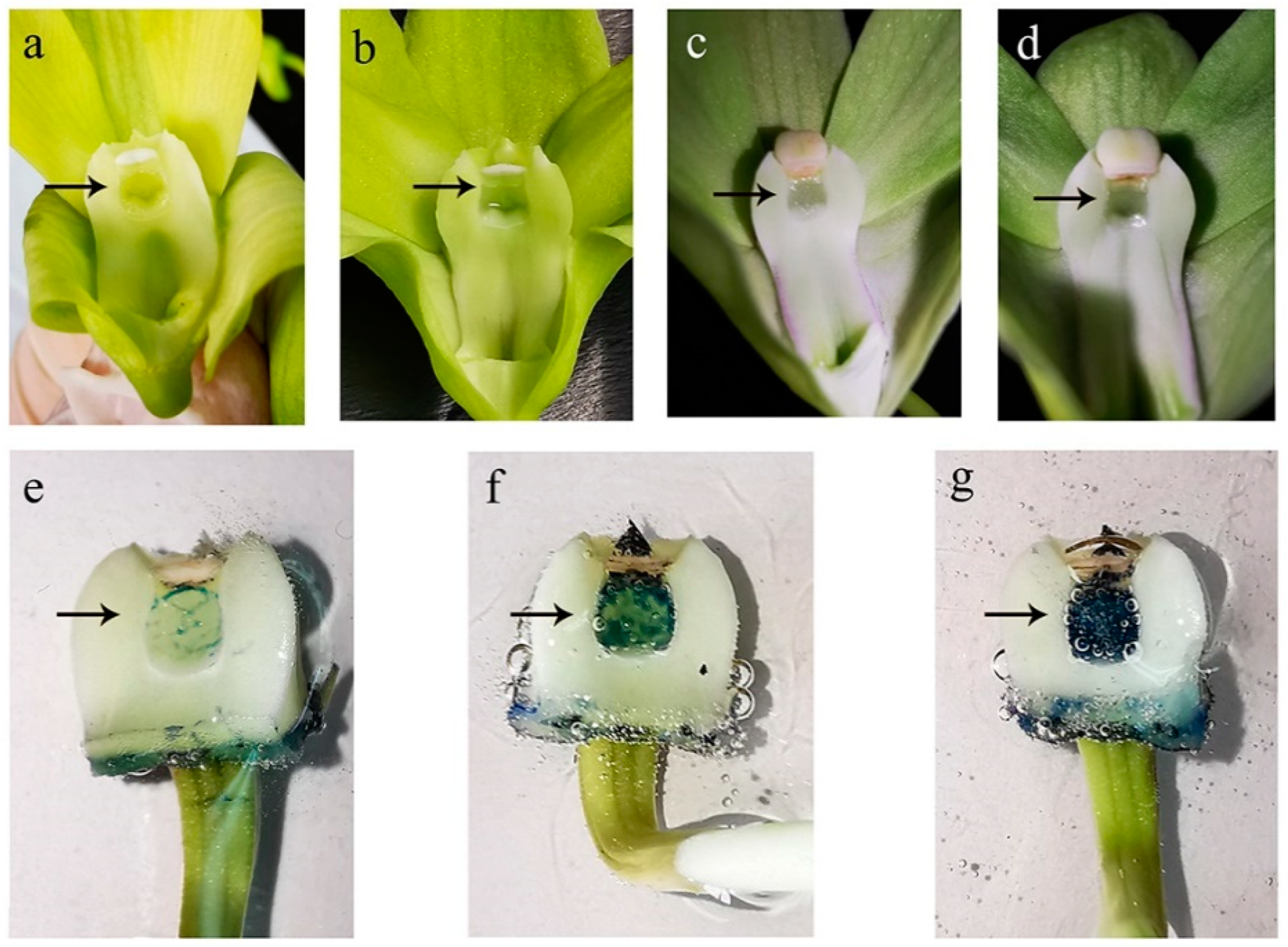 Horticulturae 11 00544 g004