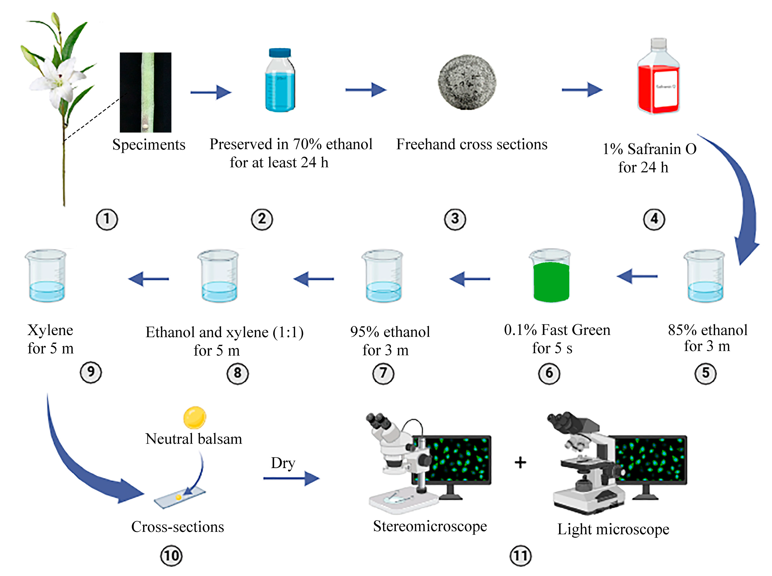 Horticulturae 11 00546 g001