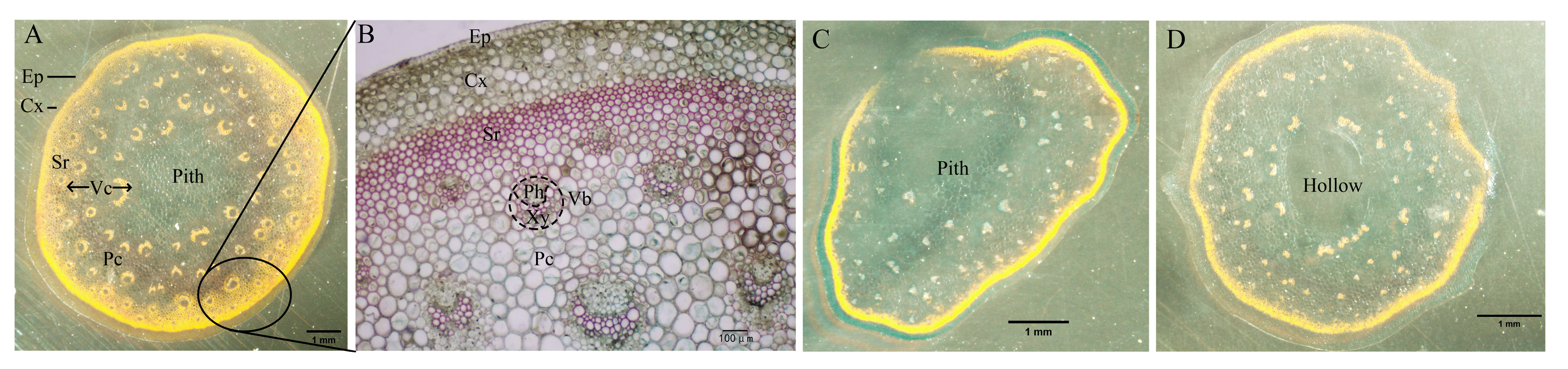 Horticulturae 11 00546 g003