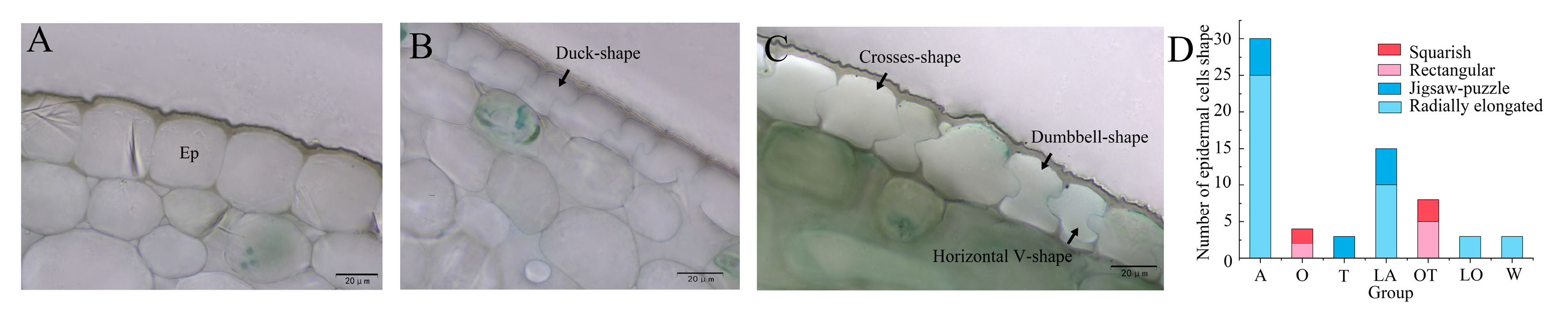 Horticulturae 11 00546 g005