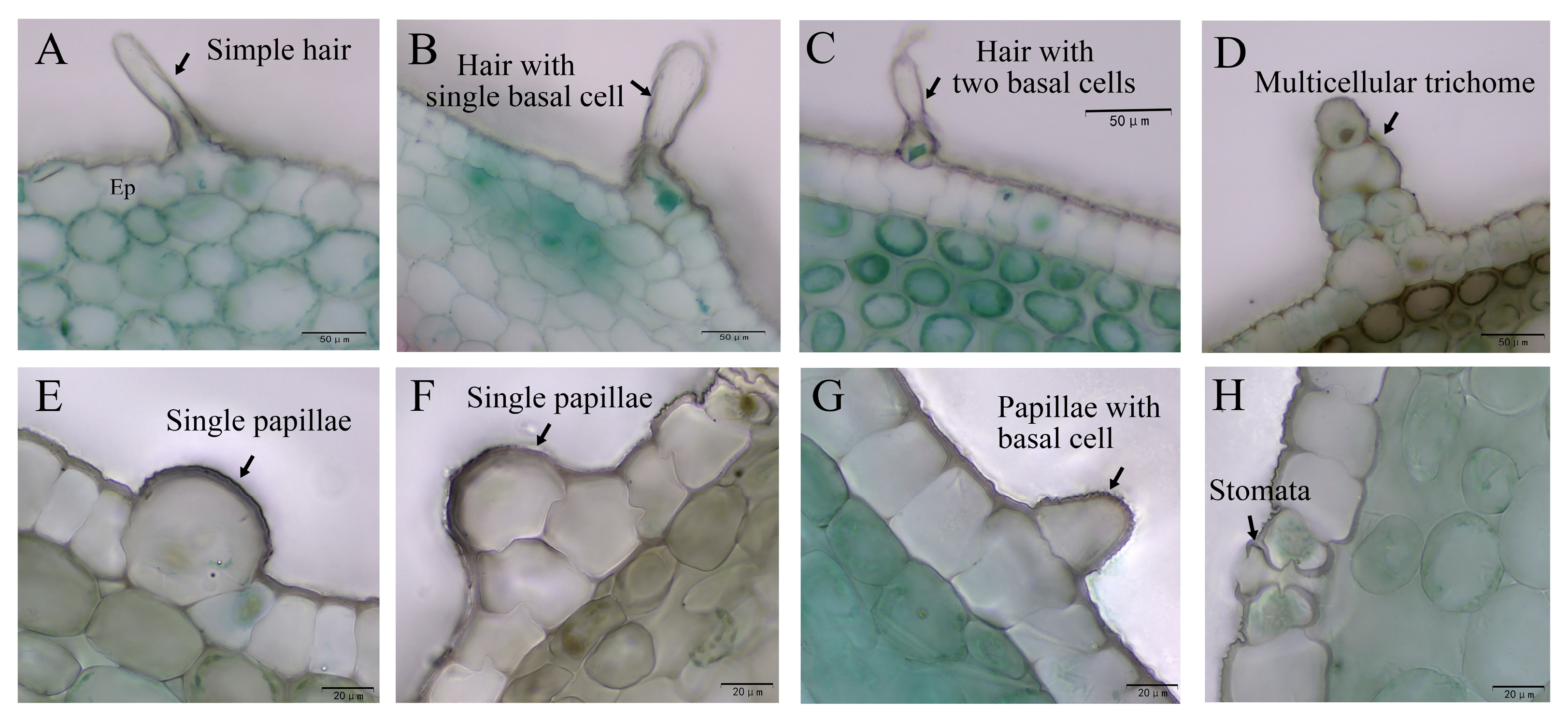 Horticulturae 11 00546 g006