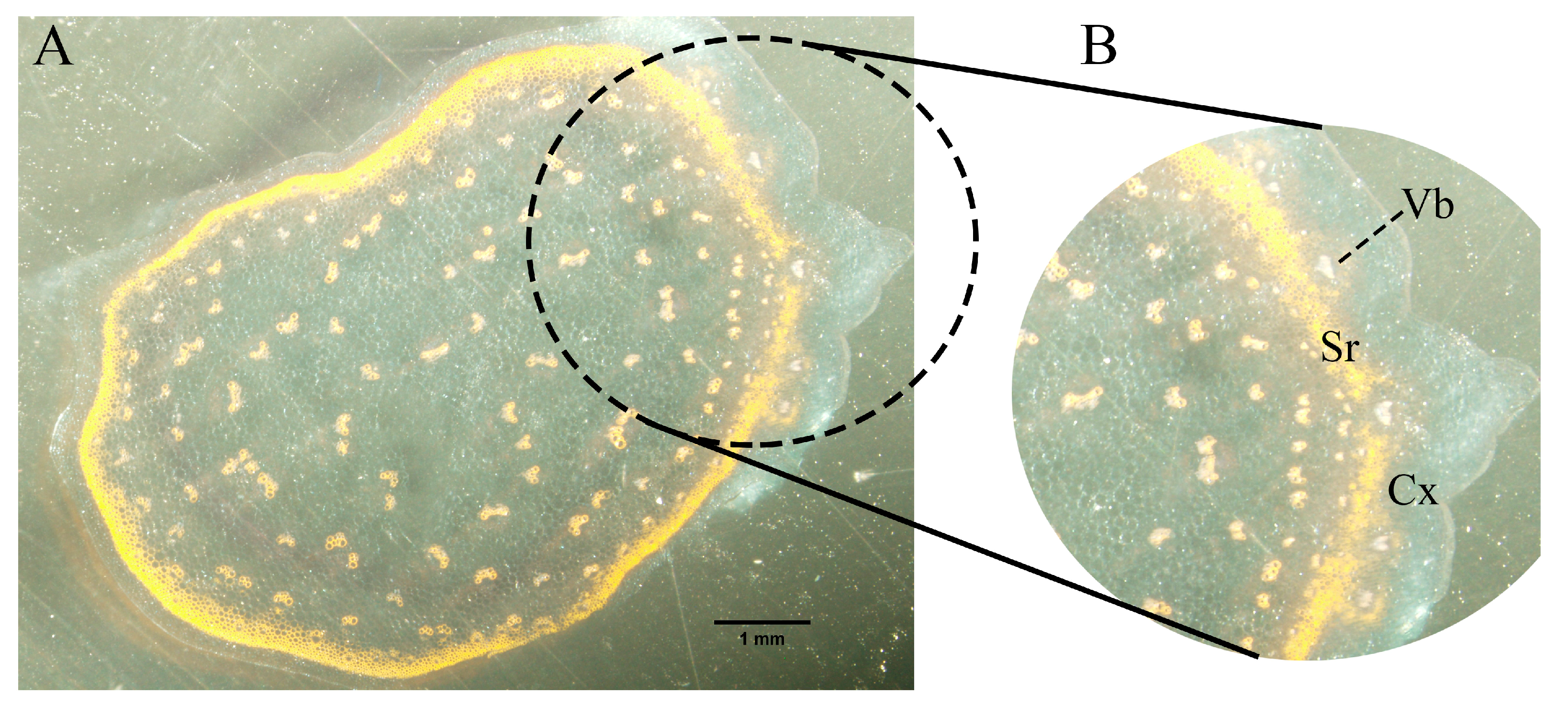 Horticulturae 11 00546 g010