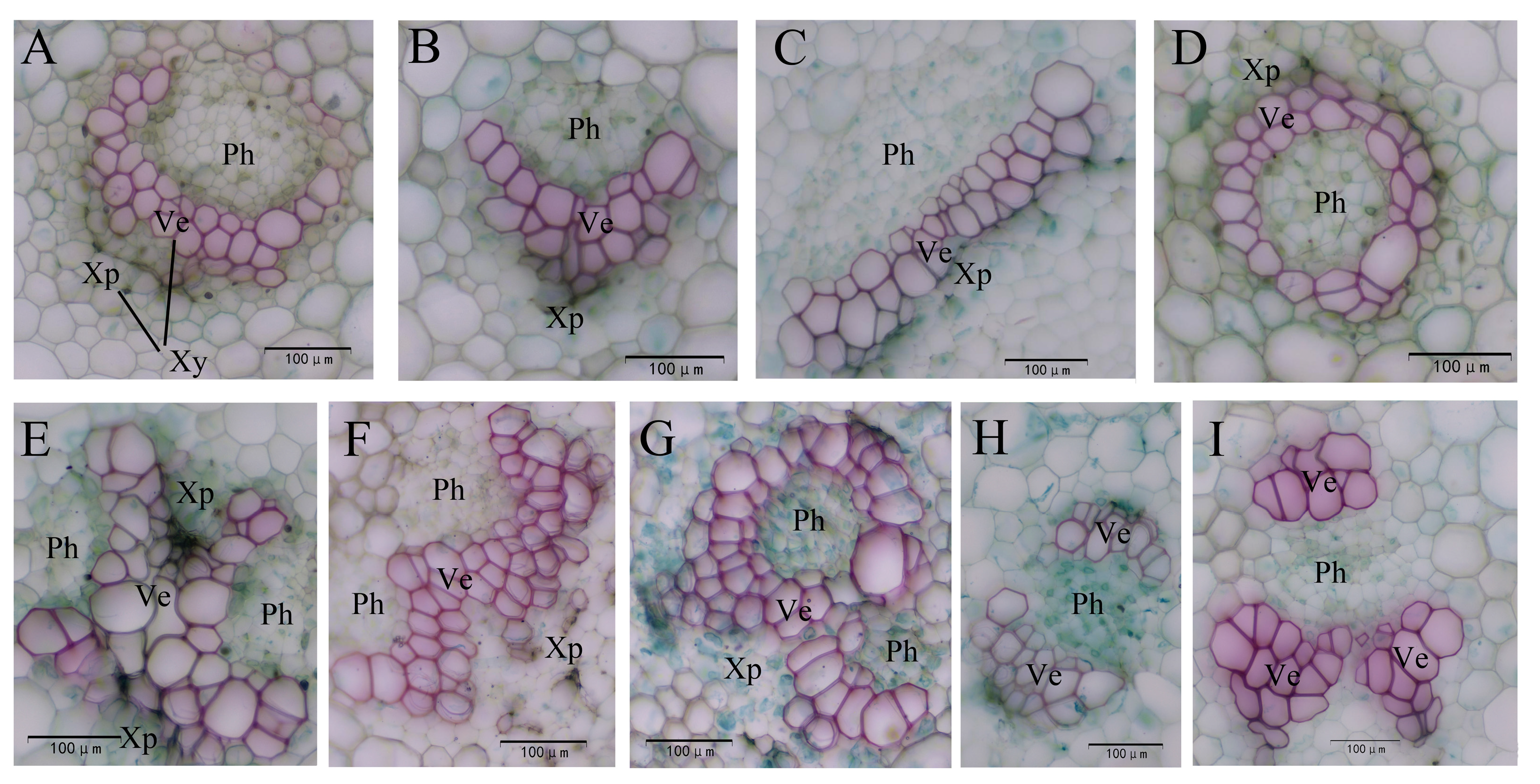 Horticulturae 11 00546 g011