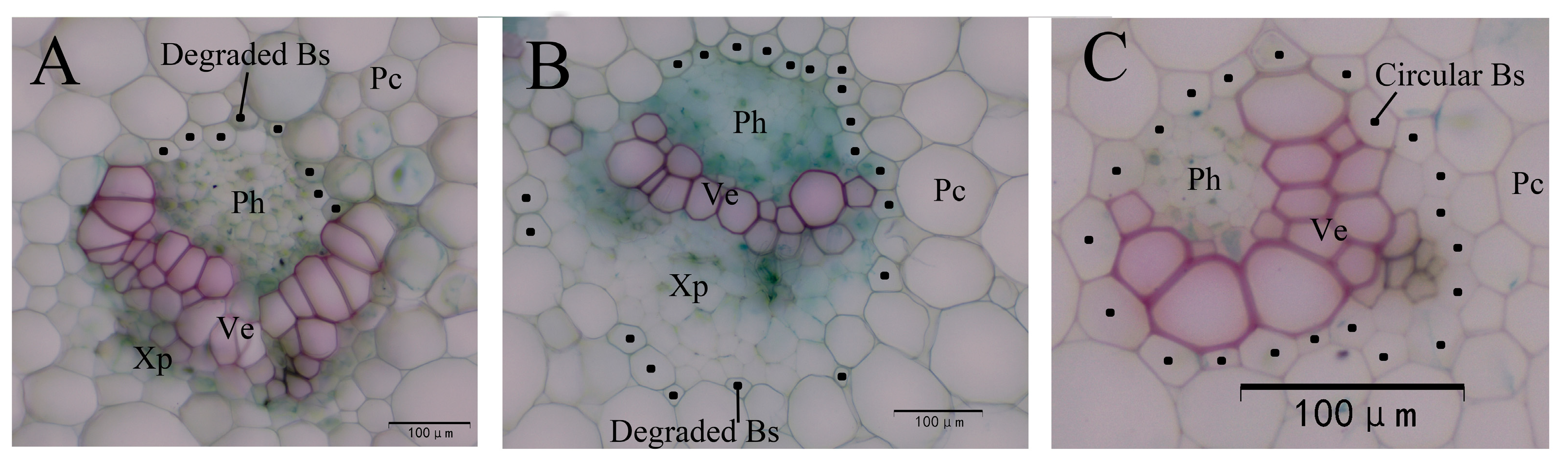 Horticulturae 11 00546 g013