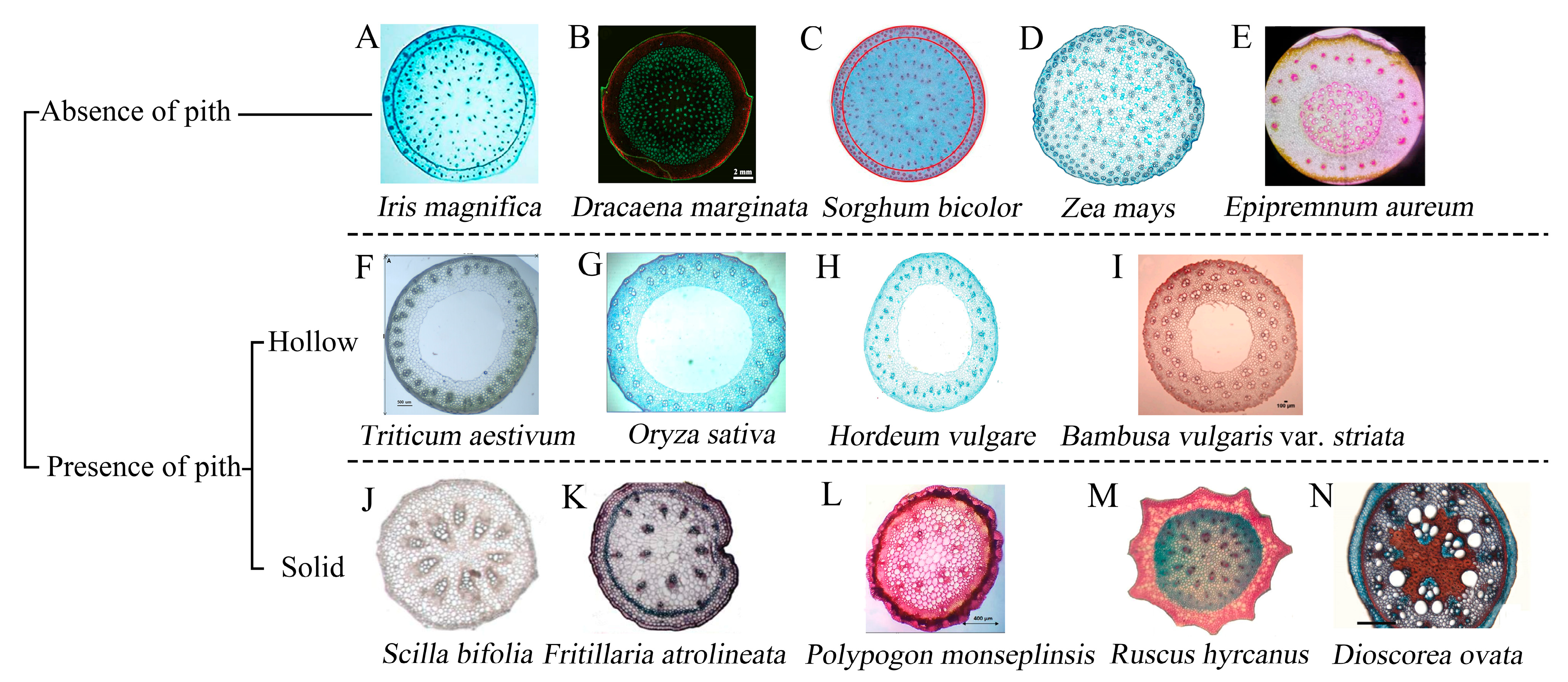 Horticulturae 11 00546 g015