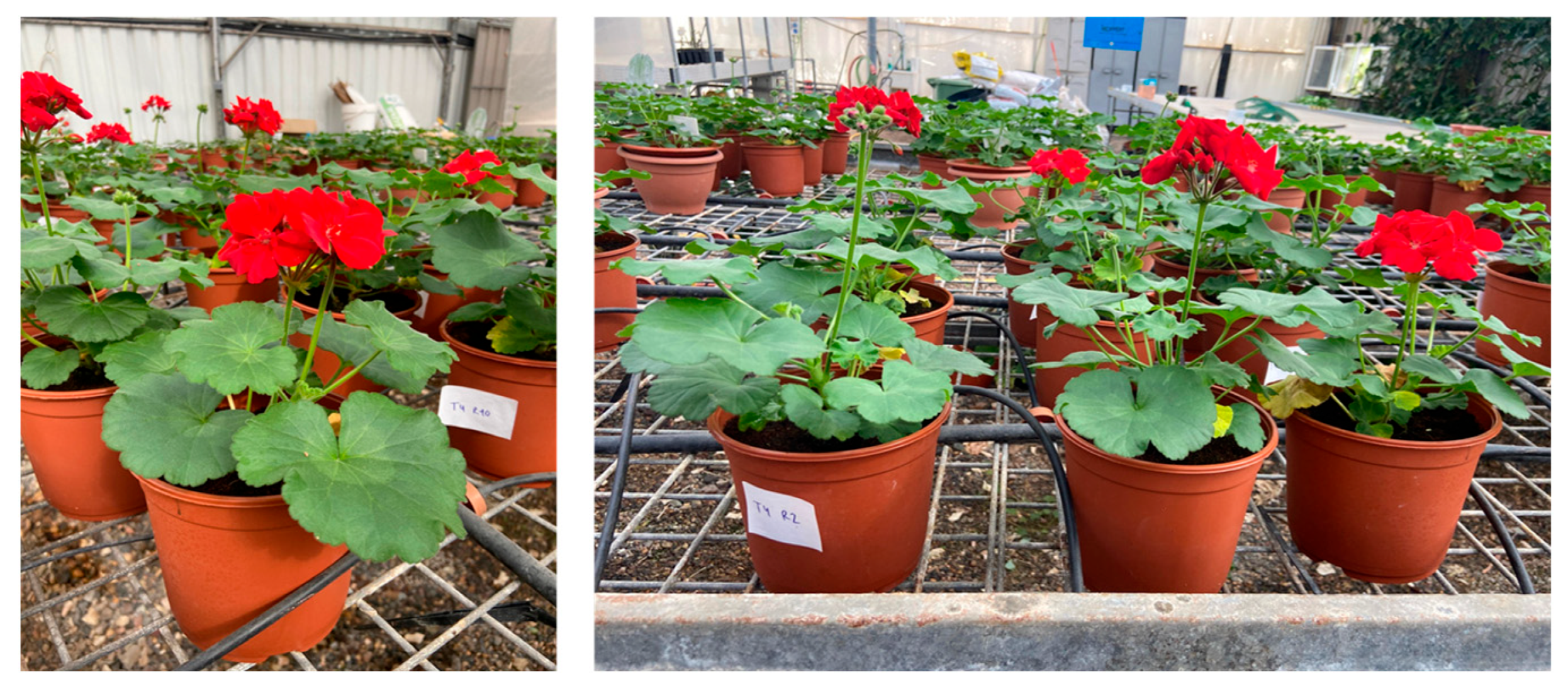 Horticulturae 11 00547 g002