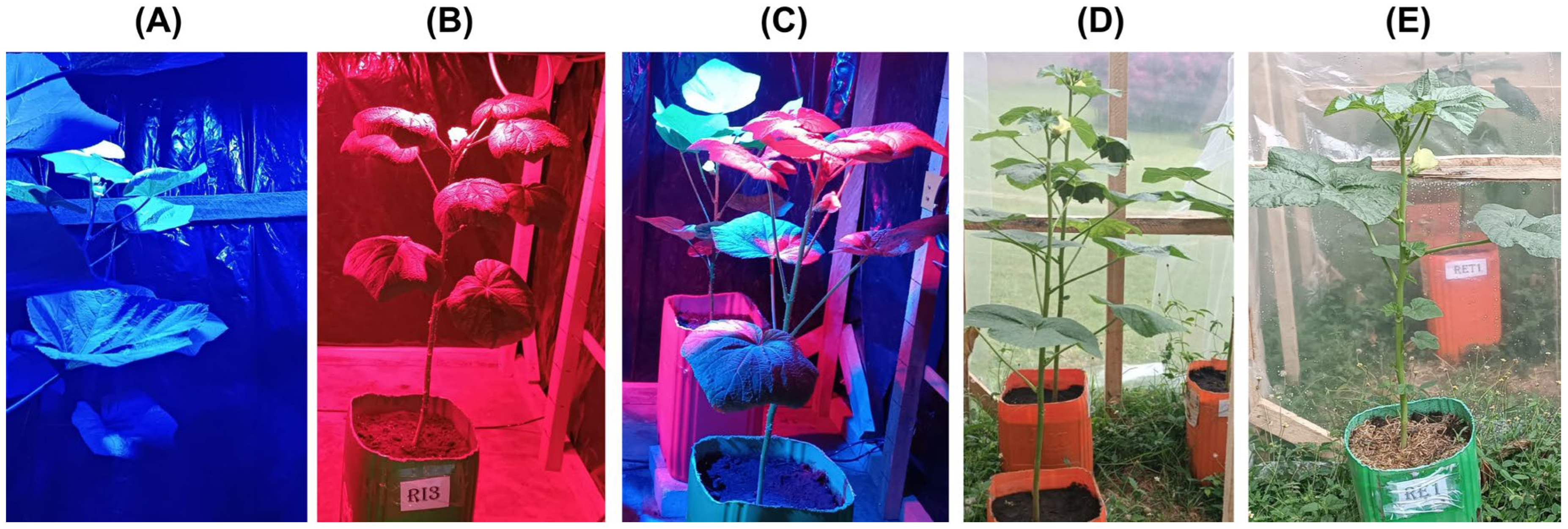 Horticulturae 11 00548 g007