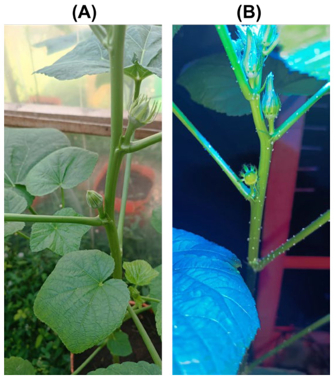 Horticulturae 11 00548 g008