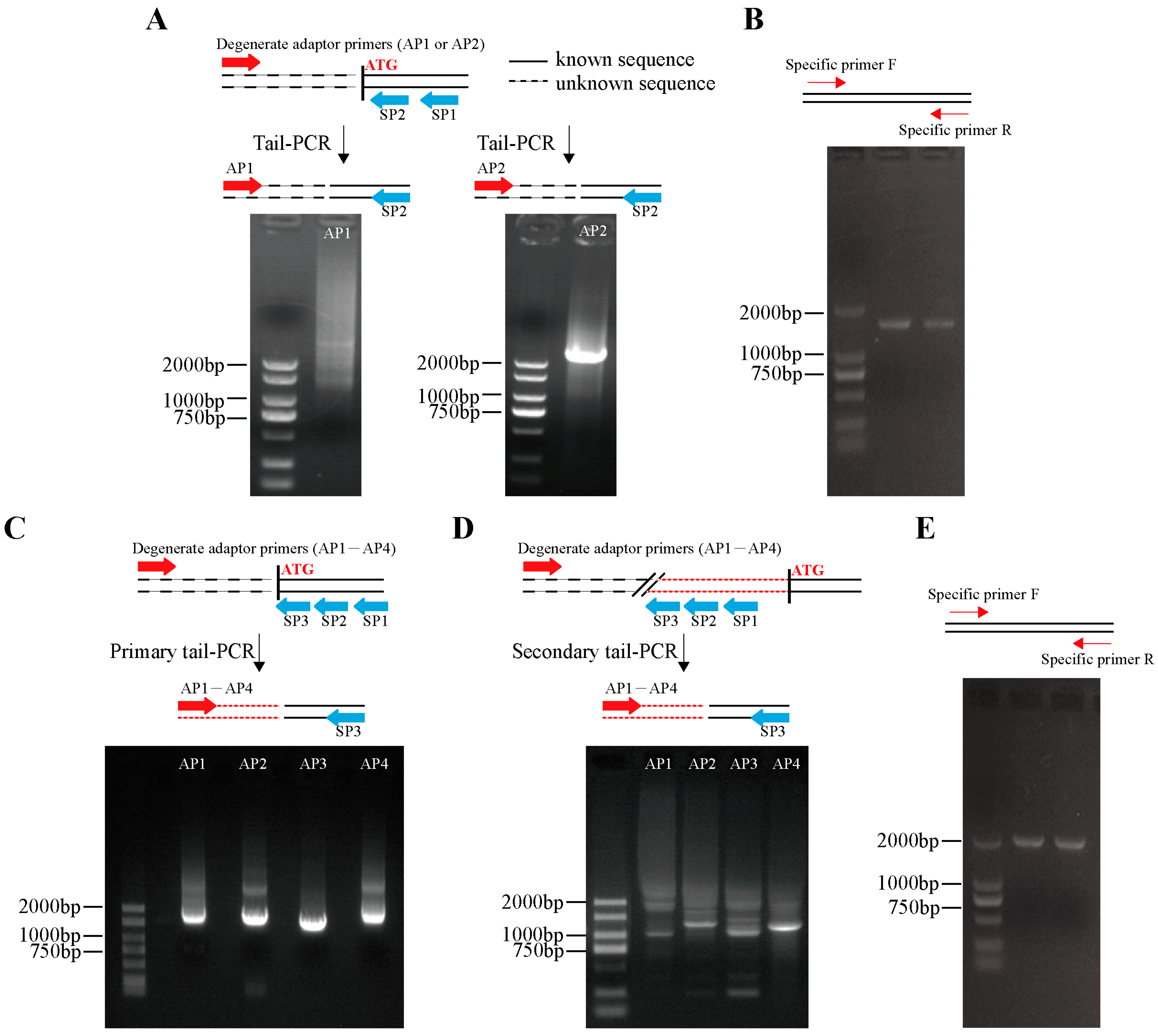 Horticulturae 11 00550 g001