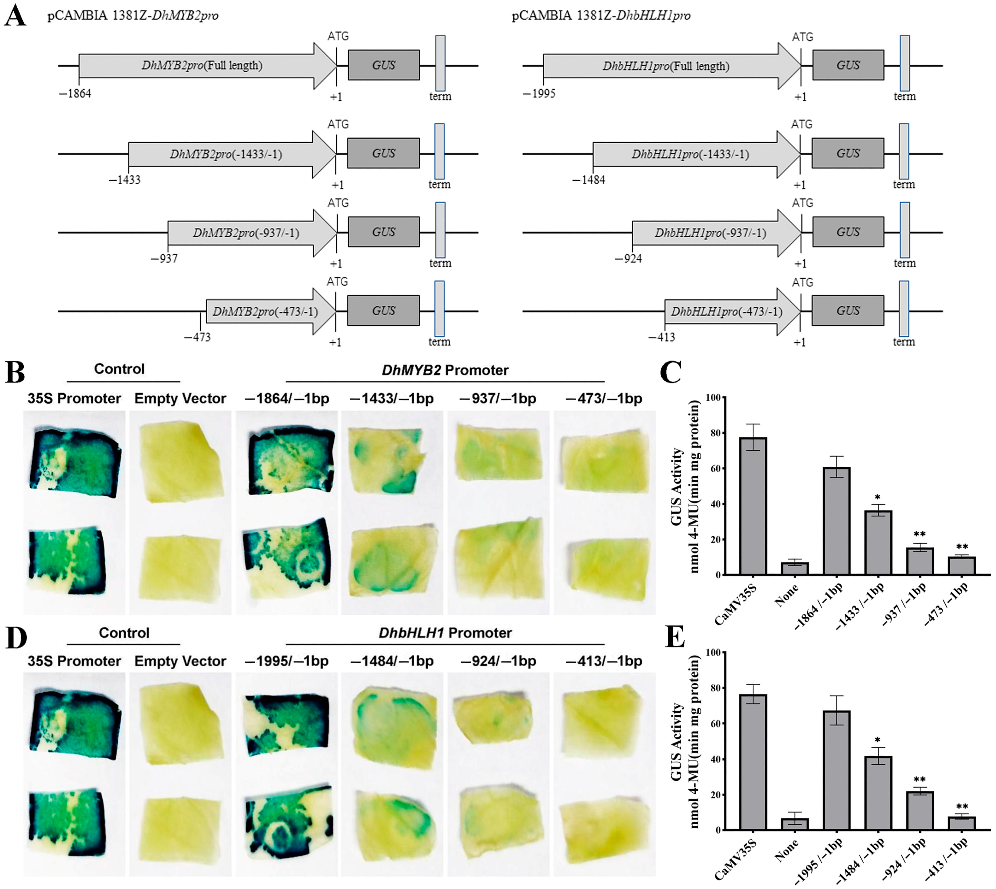 Horticulturae 11 00550 g003