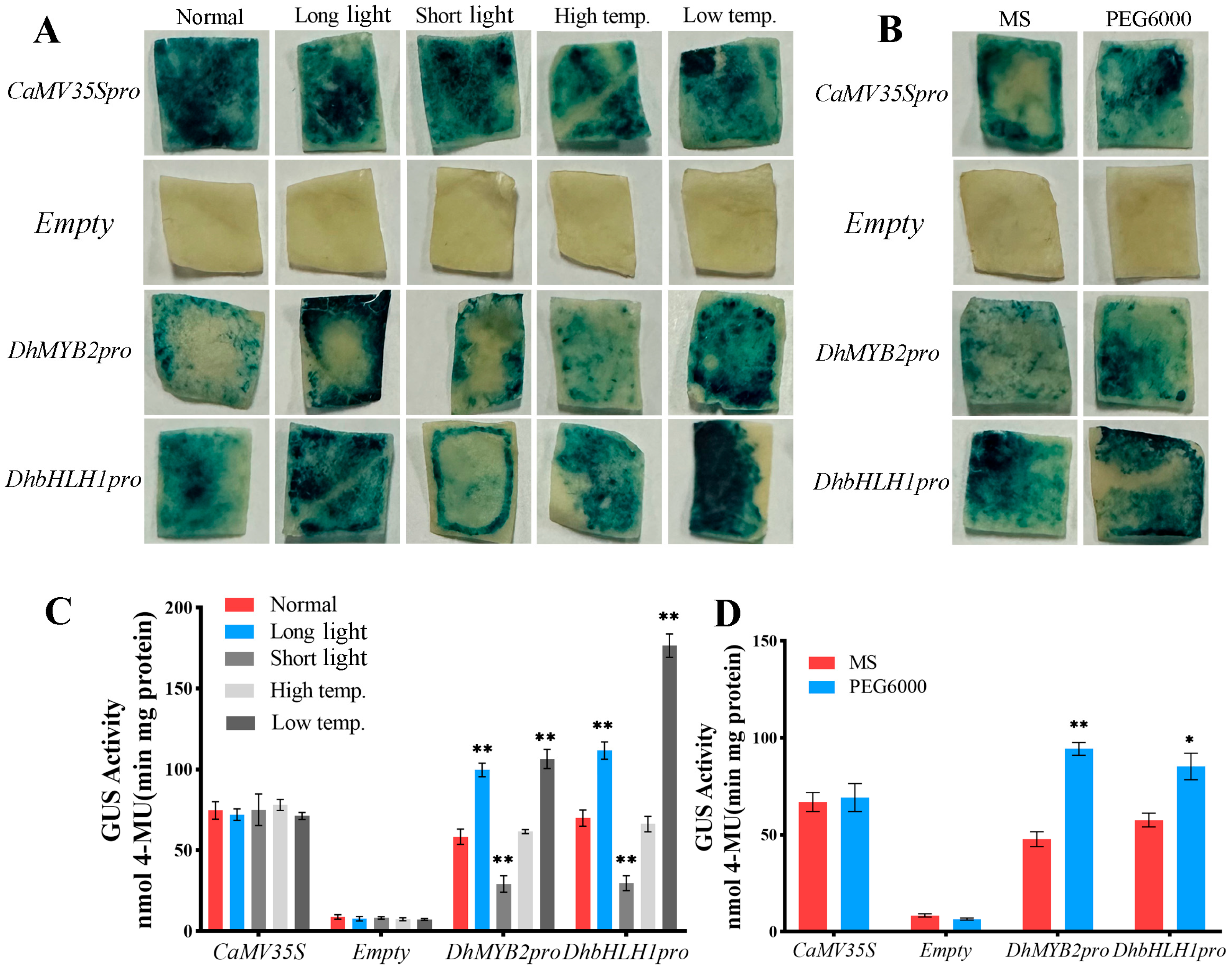 Horticulturae 11 00550 g004