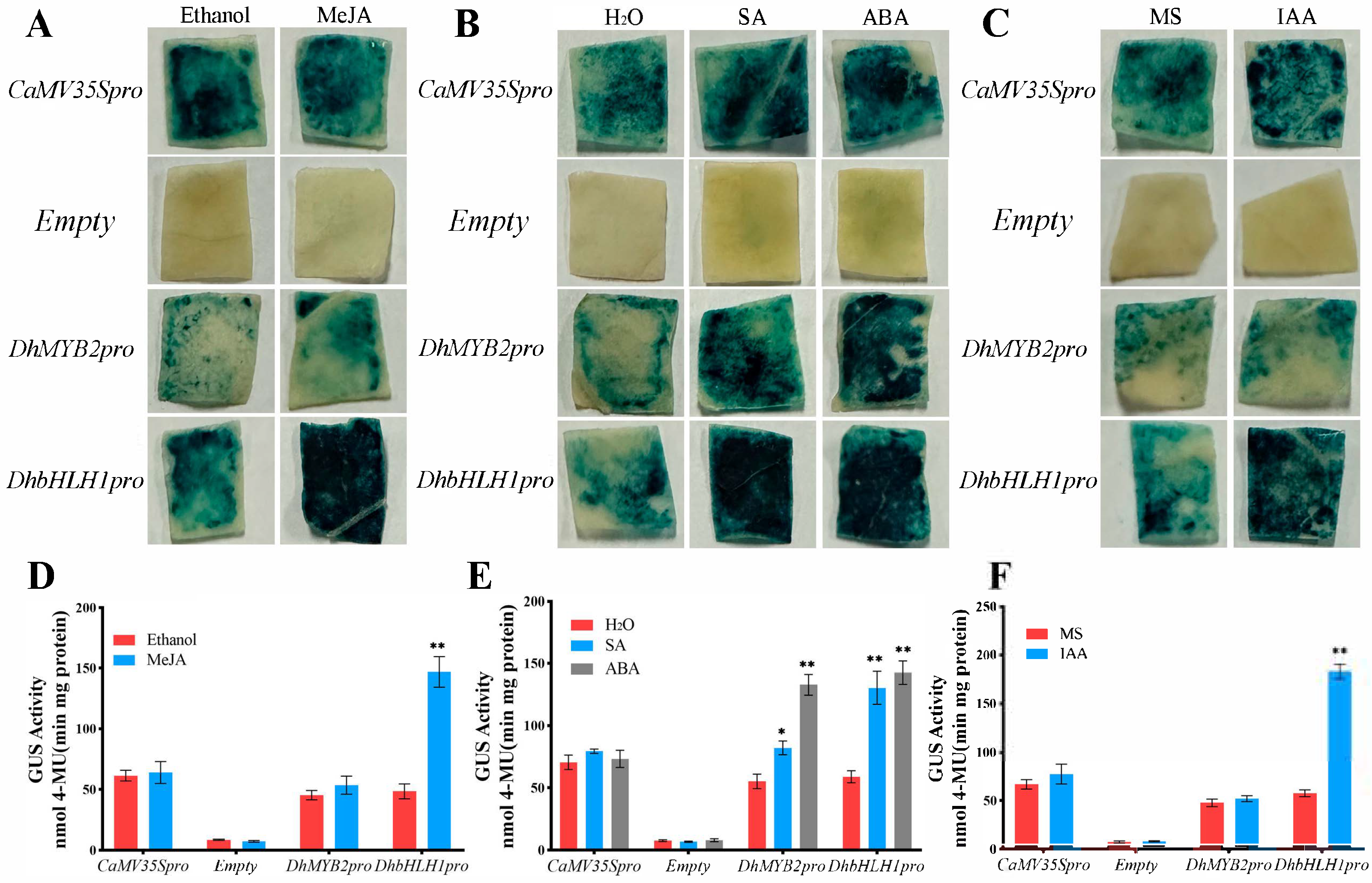 Horticulturae 11 00550 g005