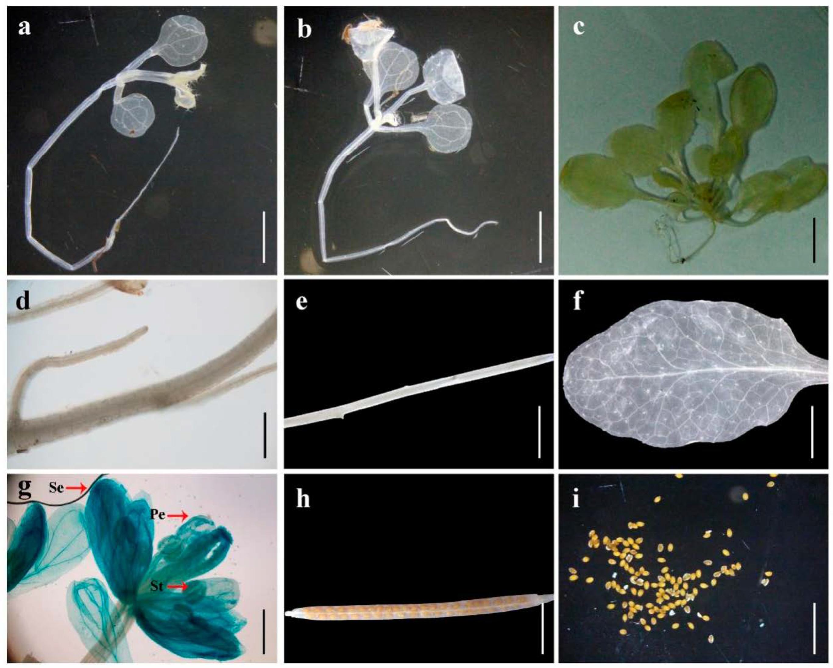 Horticulturae 11 00550 g006