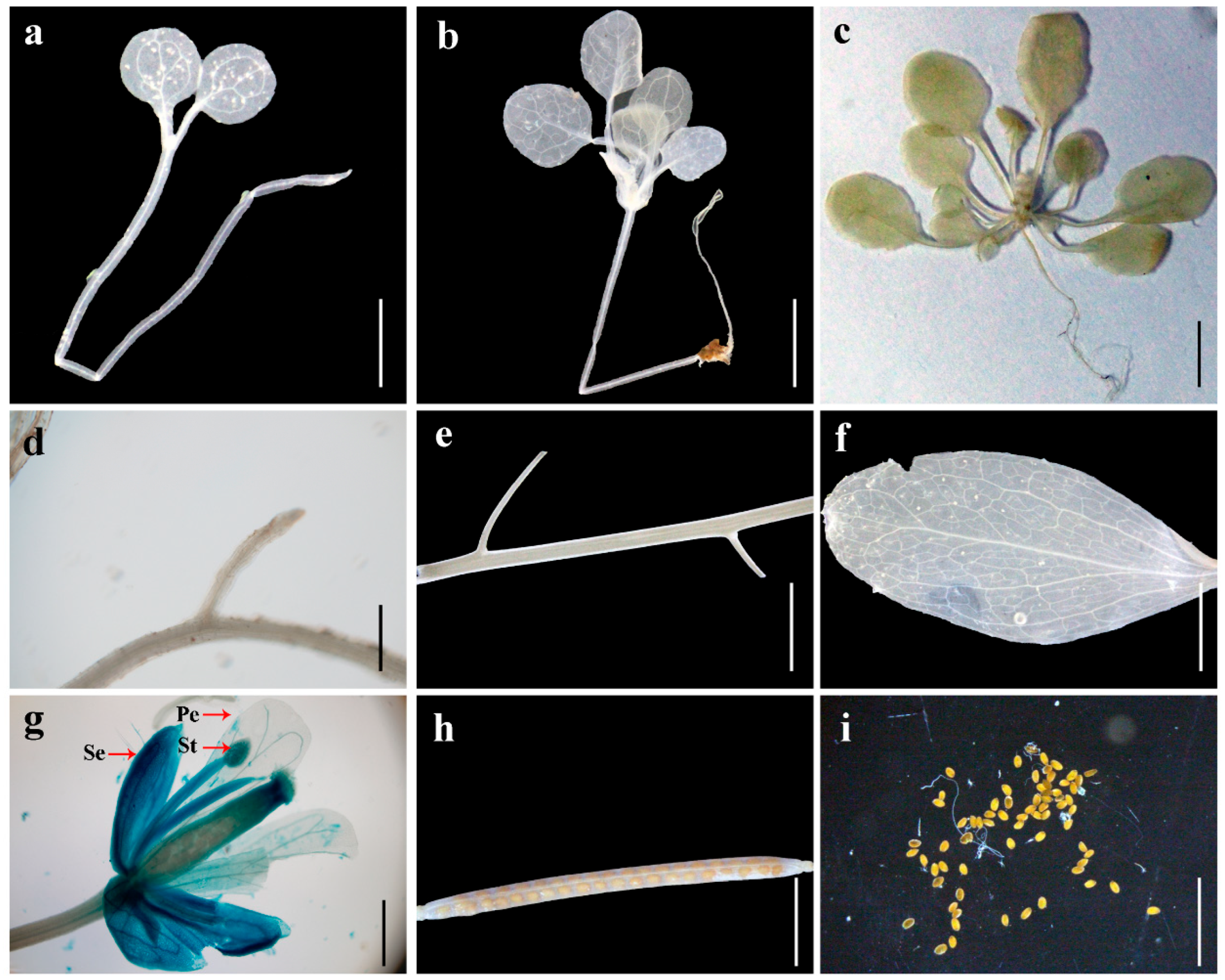 Horticulturae 11 00550 g007