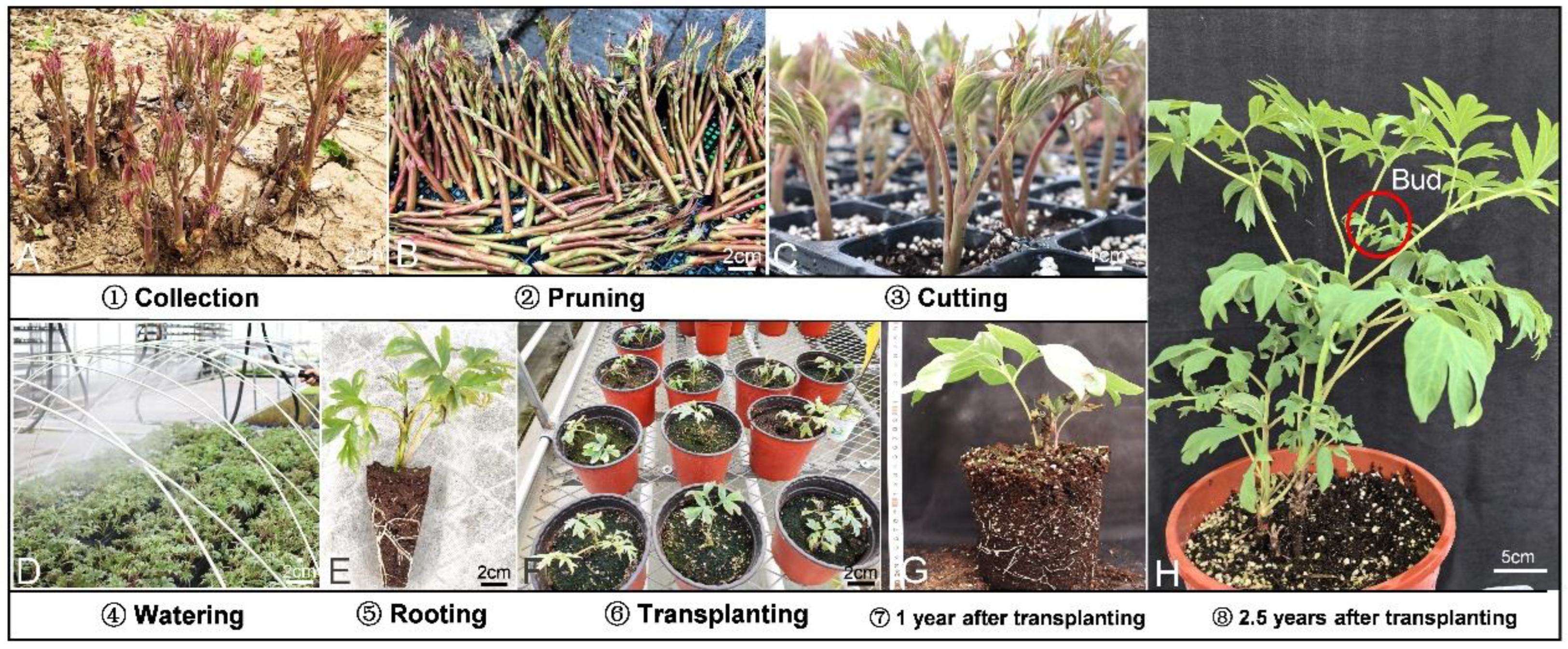 Horticulturae 11 00552 g007 Horticulturae 11 00552 g007