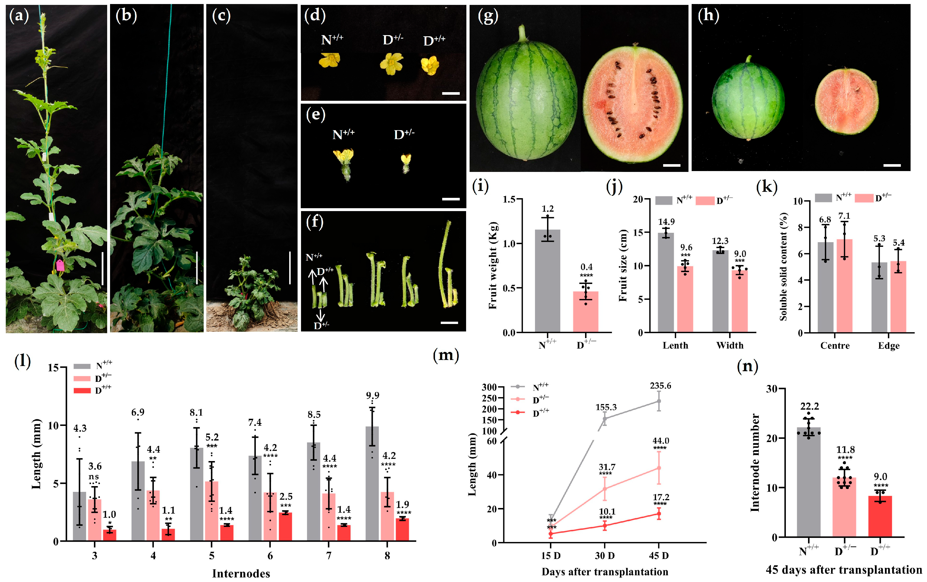 Horticulturae 11 00562 g001